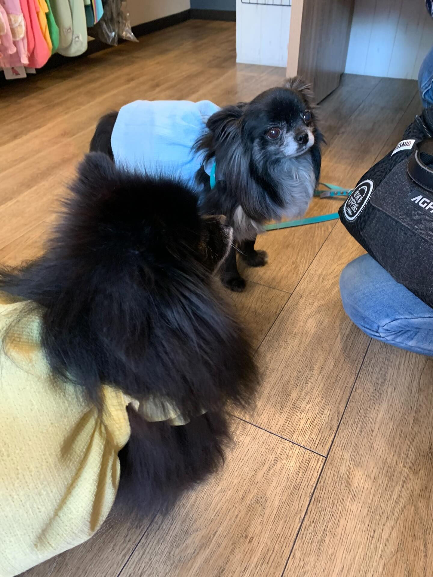 ラナちゃんご来店ありがとうございます😊