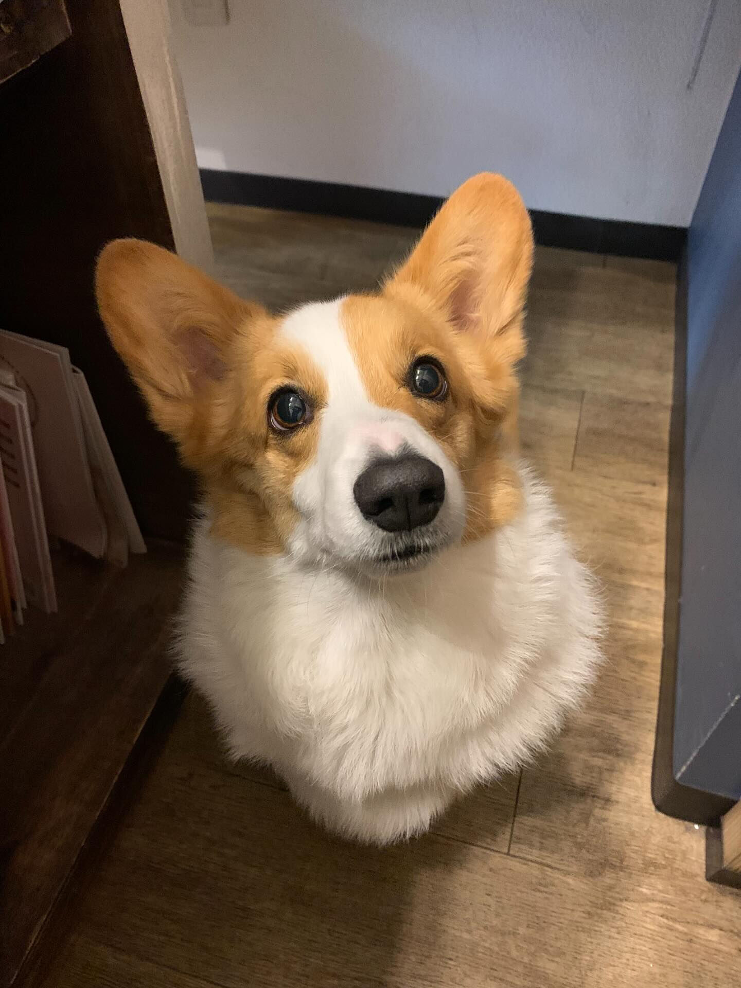 はなちゃんご来店ありがとうございます😊