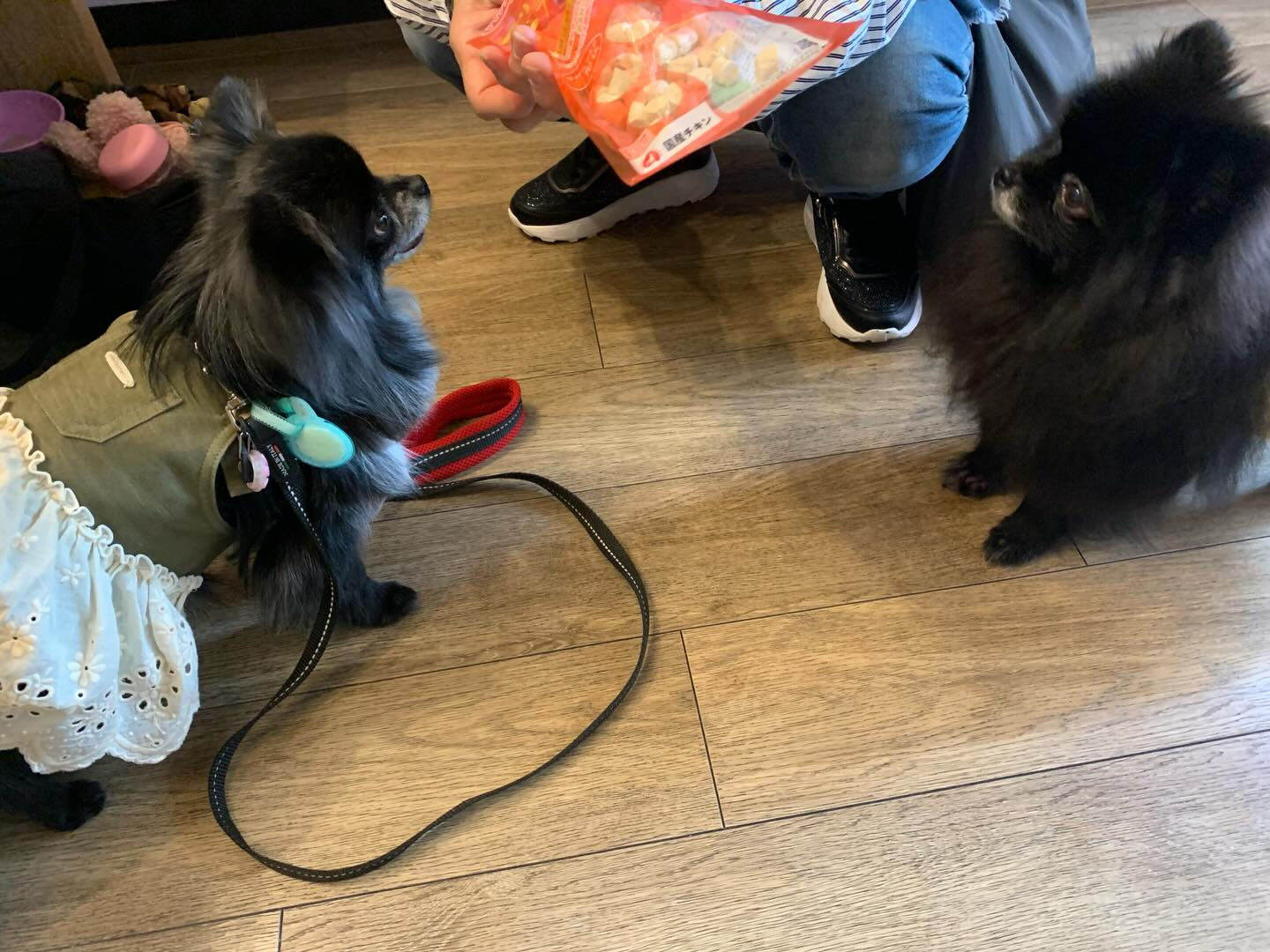 ラナちゃんご来店ありがとうございます😊