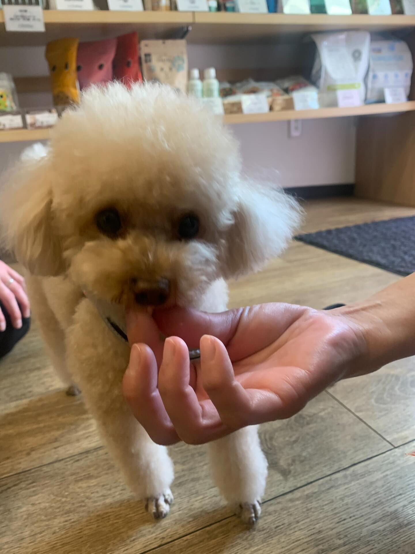 むぎちゃんご来店ありがとうございます😊