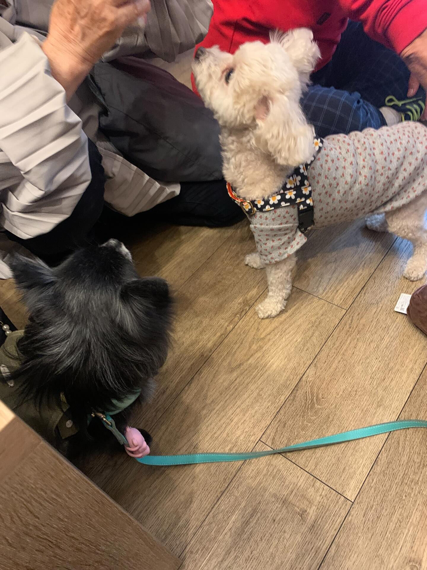 プーマくん、ラナちゃんご来店ありがとうございます😊