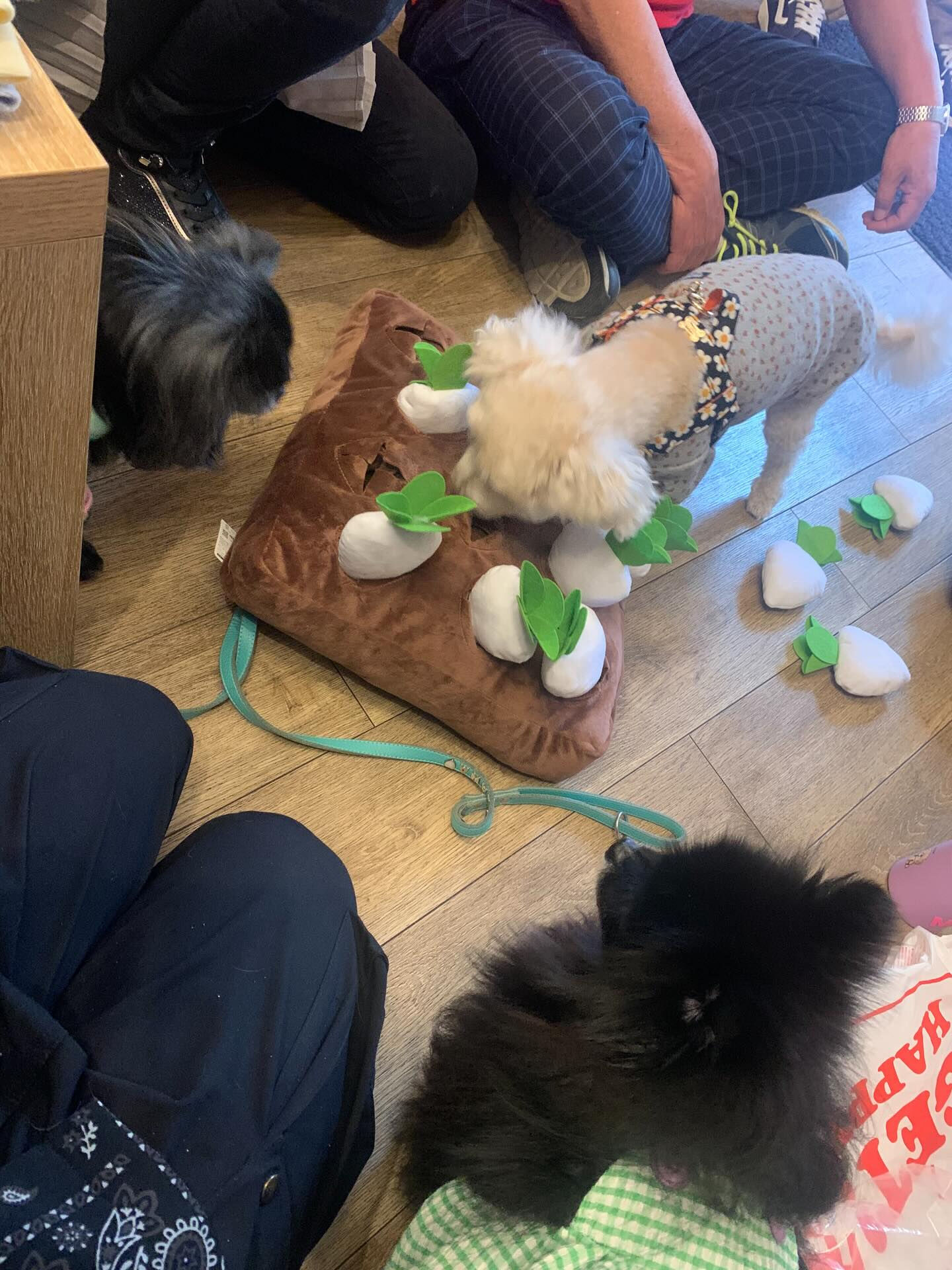 ウコちゃん、スコくんご来店ありがとうございます😊