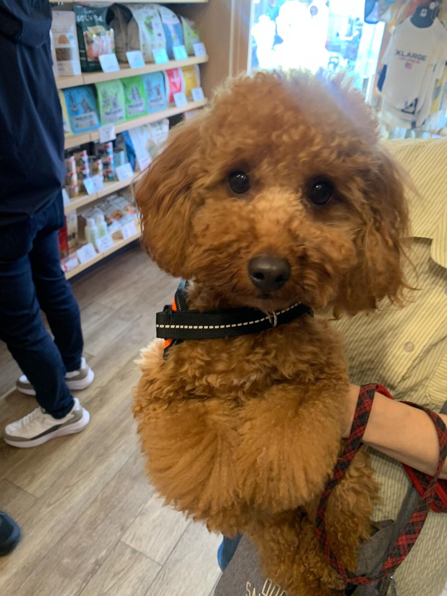 ノエルちゃん初めまして✨