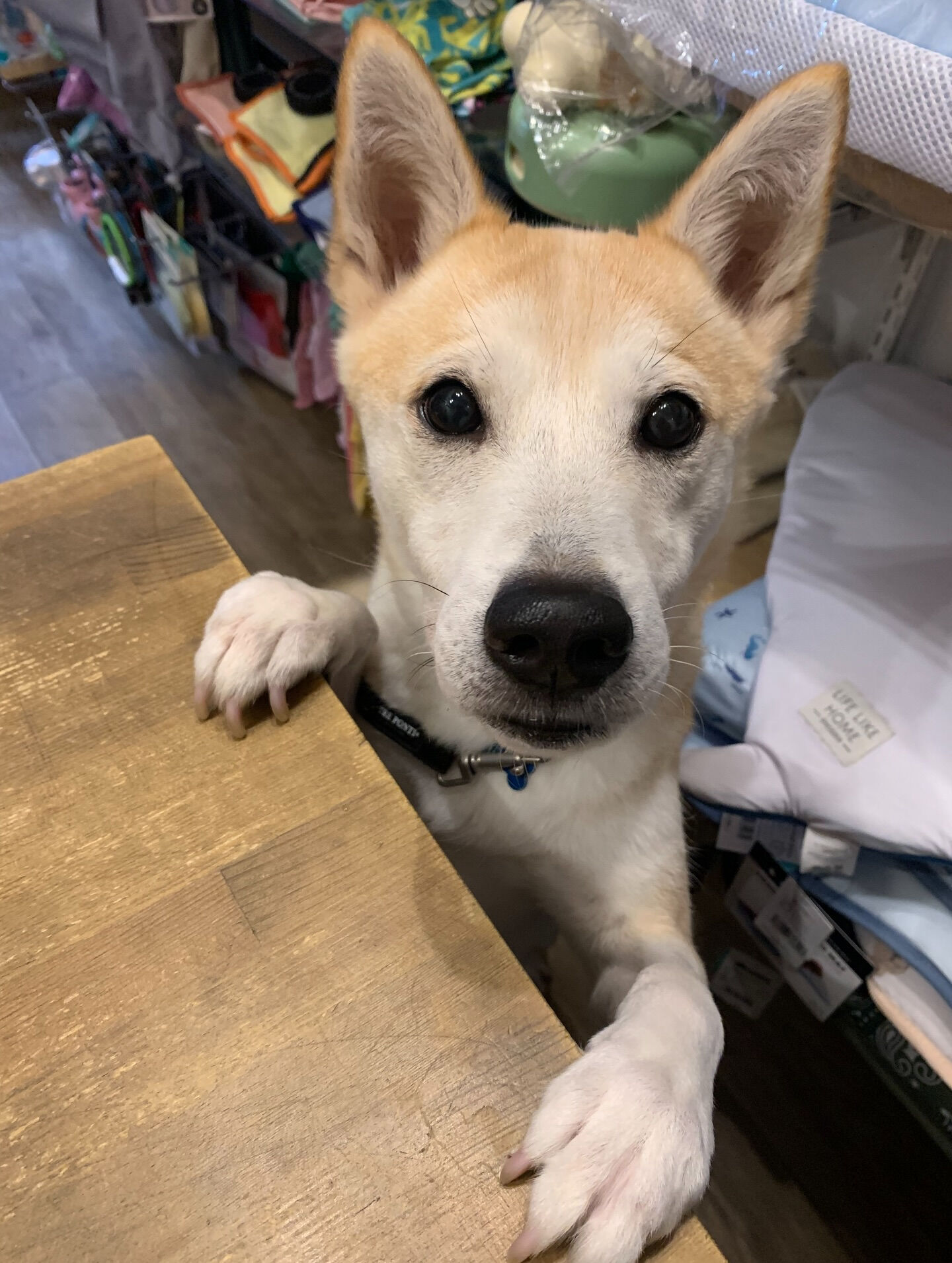 こむぎくんご来店ありがとうございます😊