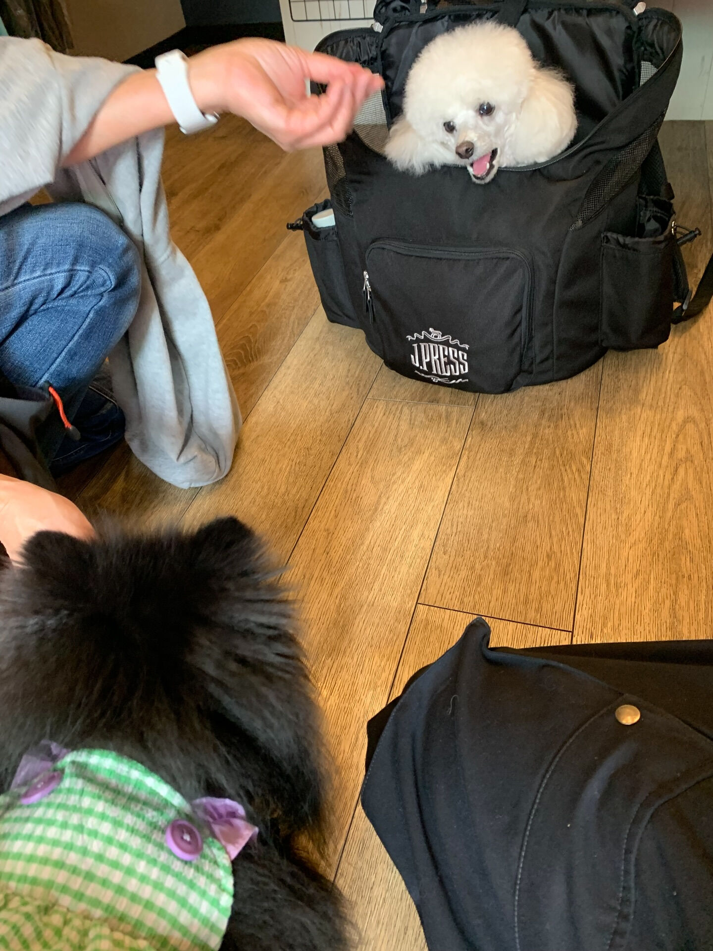 ポンスちゃんご来店ありがとうございます😊
