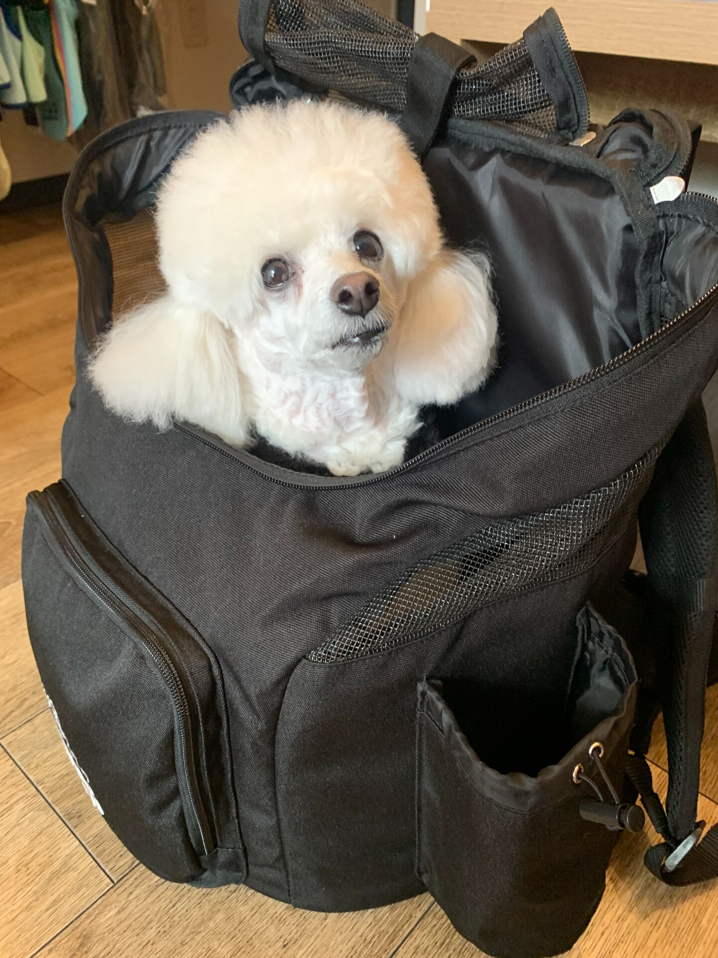 ポンスちゃんご来店ありがとうございます😊