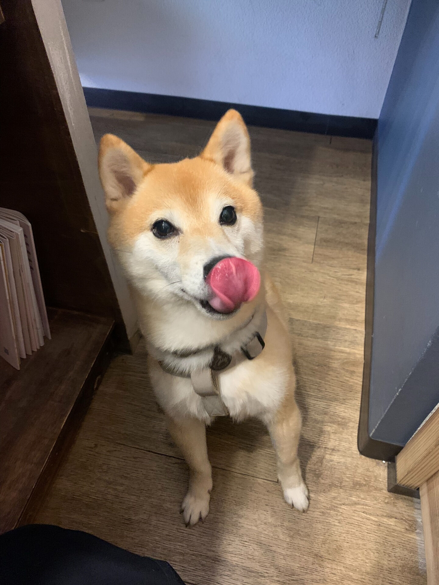 レンくんおはようございます☀