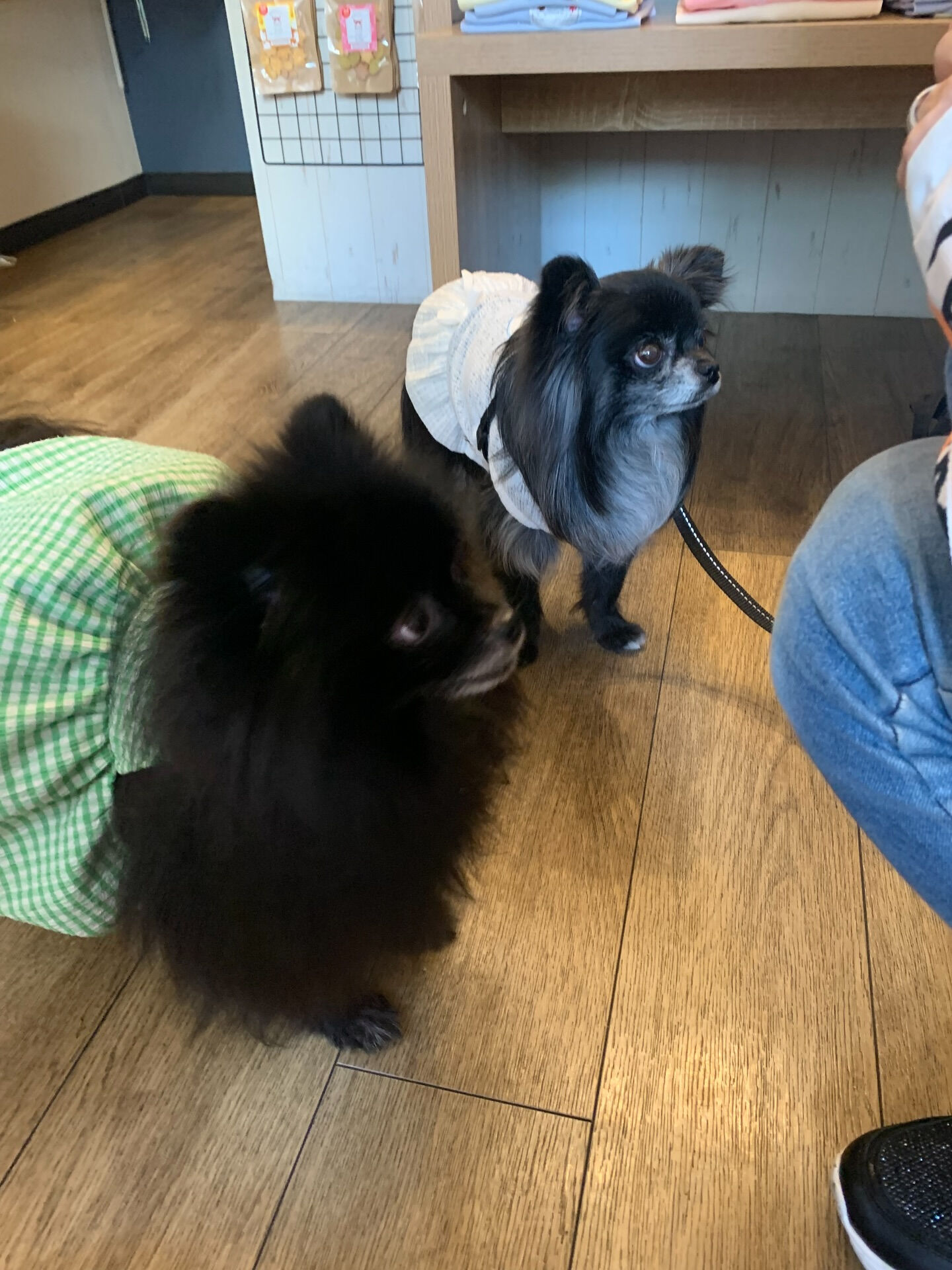 ラナちゃんご来店ありがとうございます😊