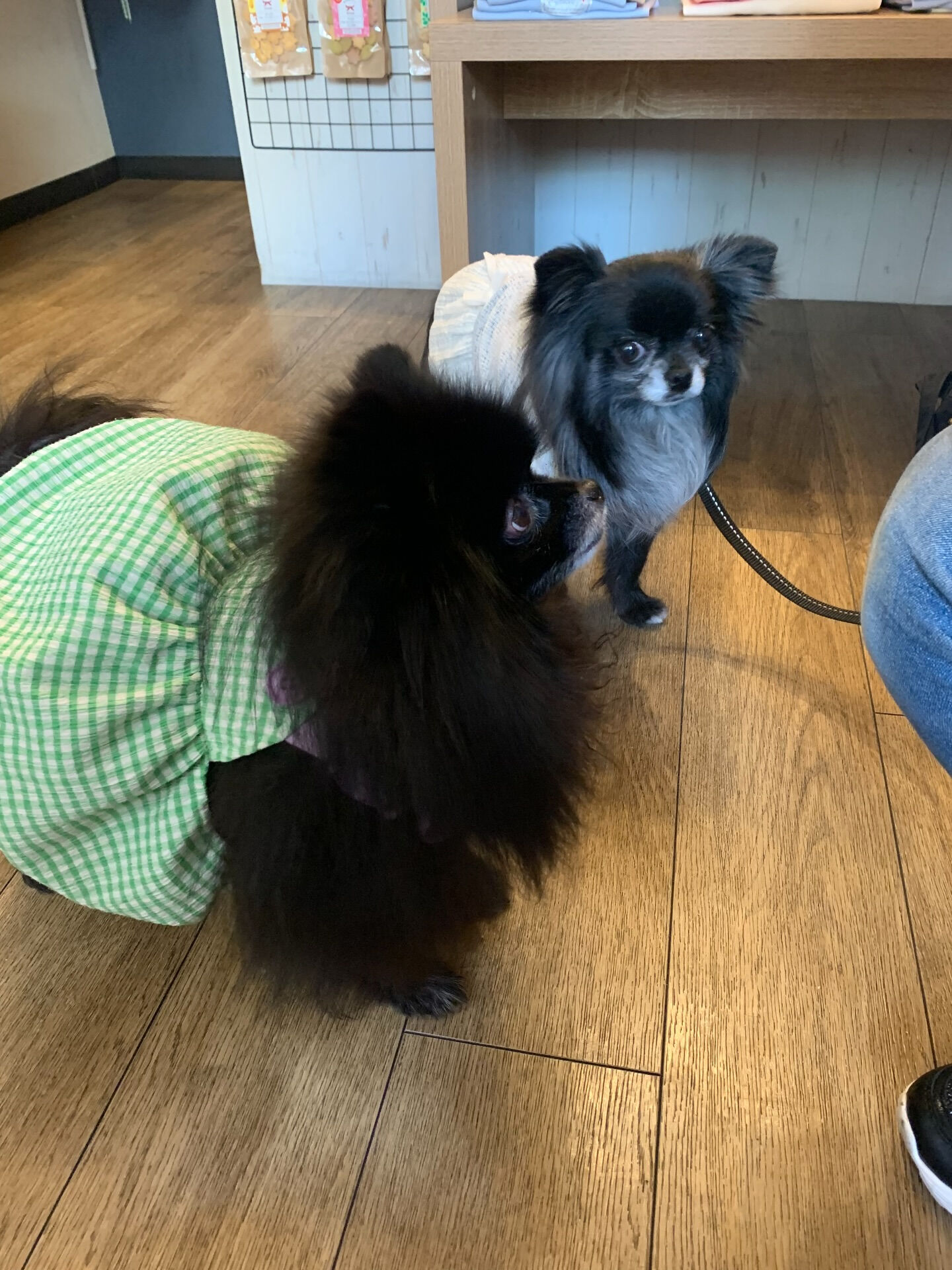 ラナちゃんご来店ありがとうございます😊