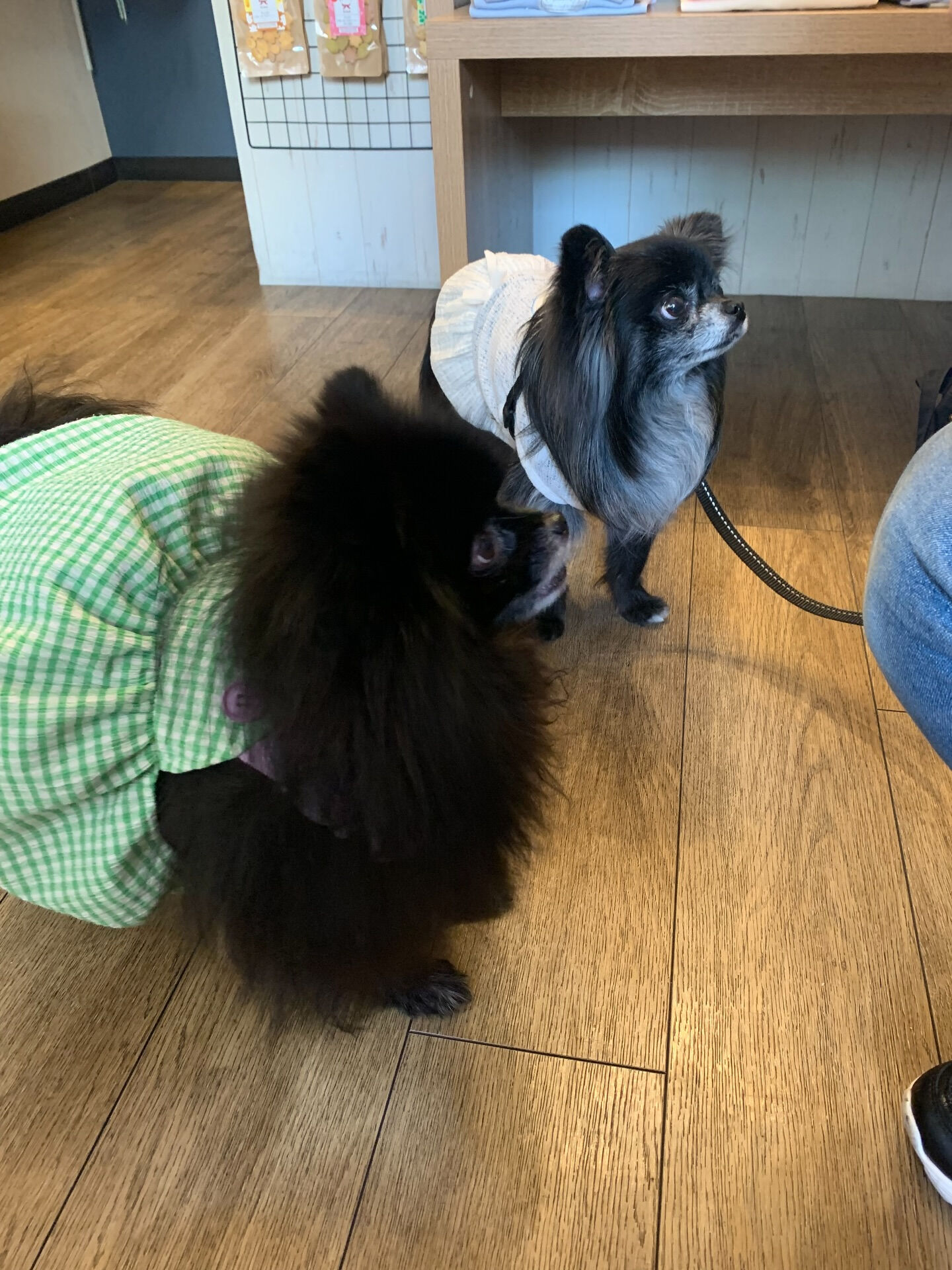 ラナちゃんご来店ありがとうございます😊