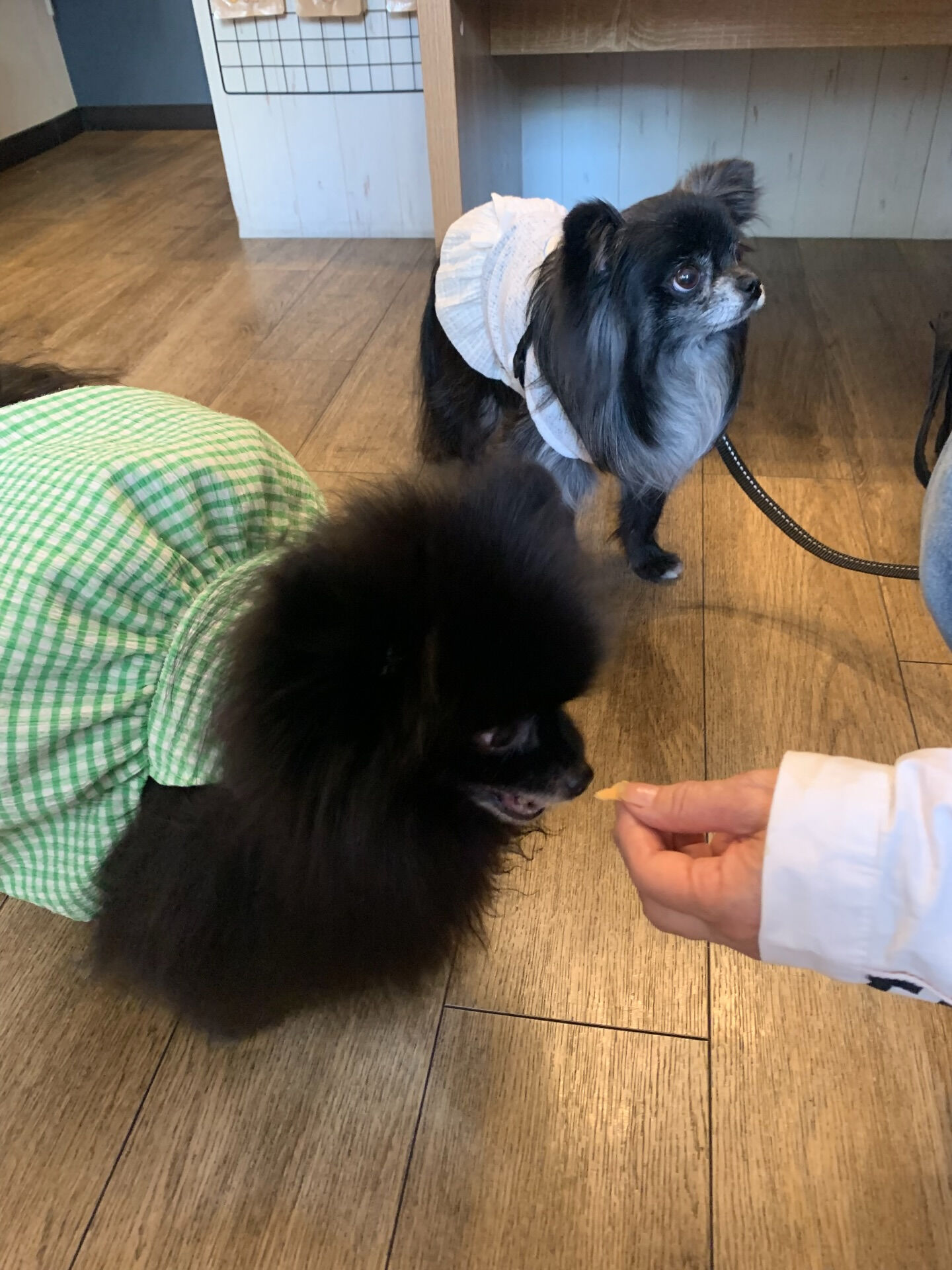 ラナちゃんご来店ありがとうございます😊