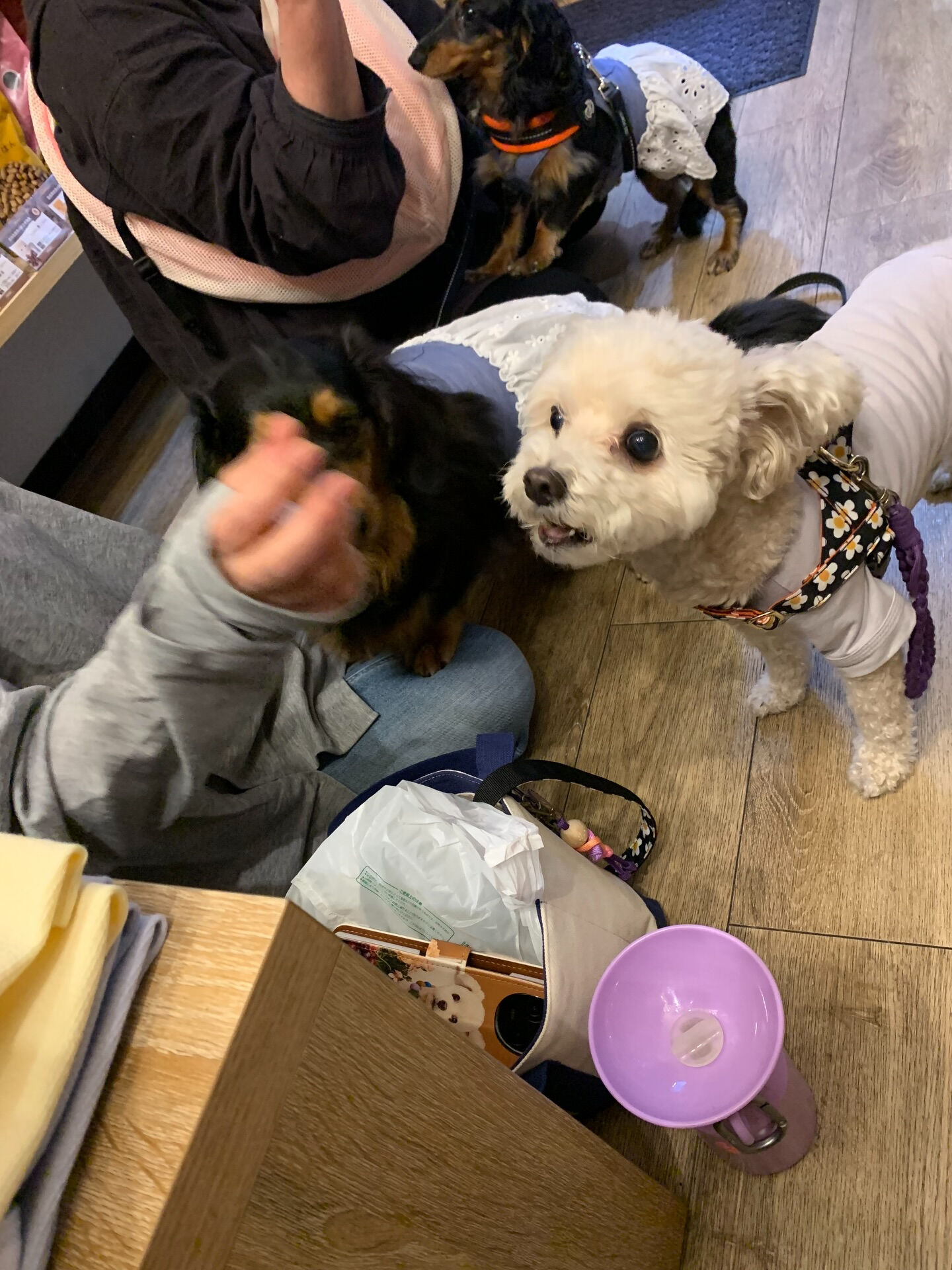 倖ちゃん、福ちゃんご来店ありがとうございます😊