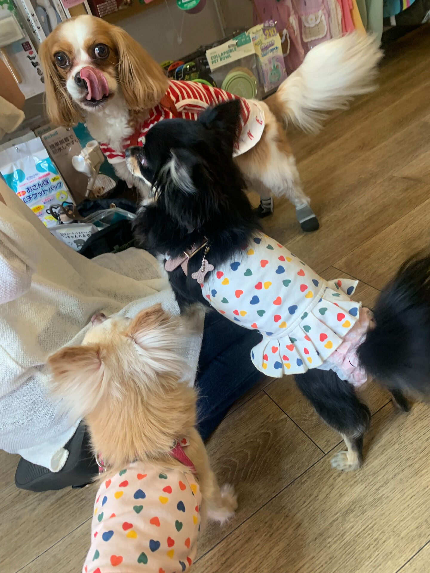 ルルちゃん、キャミちゃん、プアちゃんご来店ありがとうございま