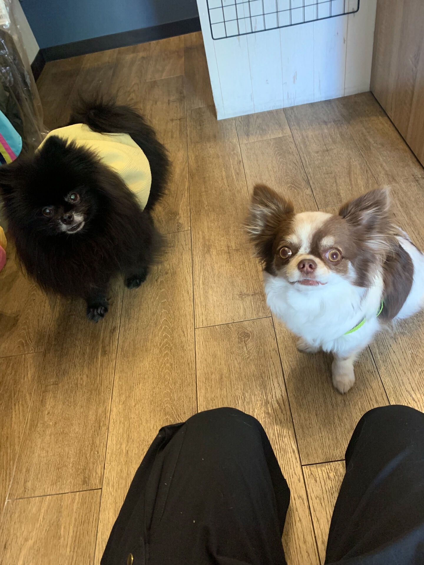そらくんご来店ありがとうございます😊