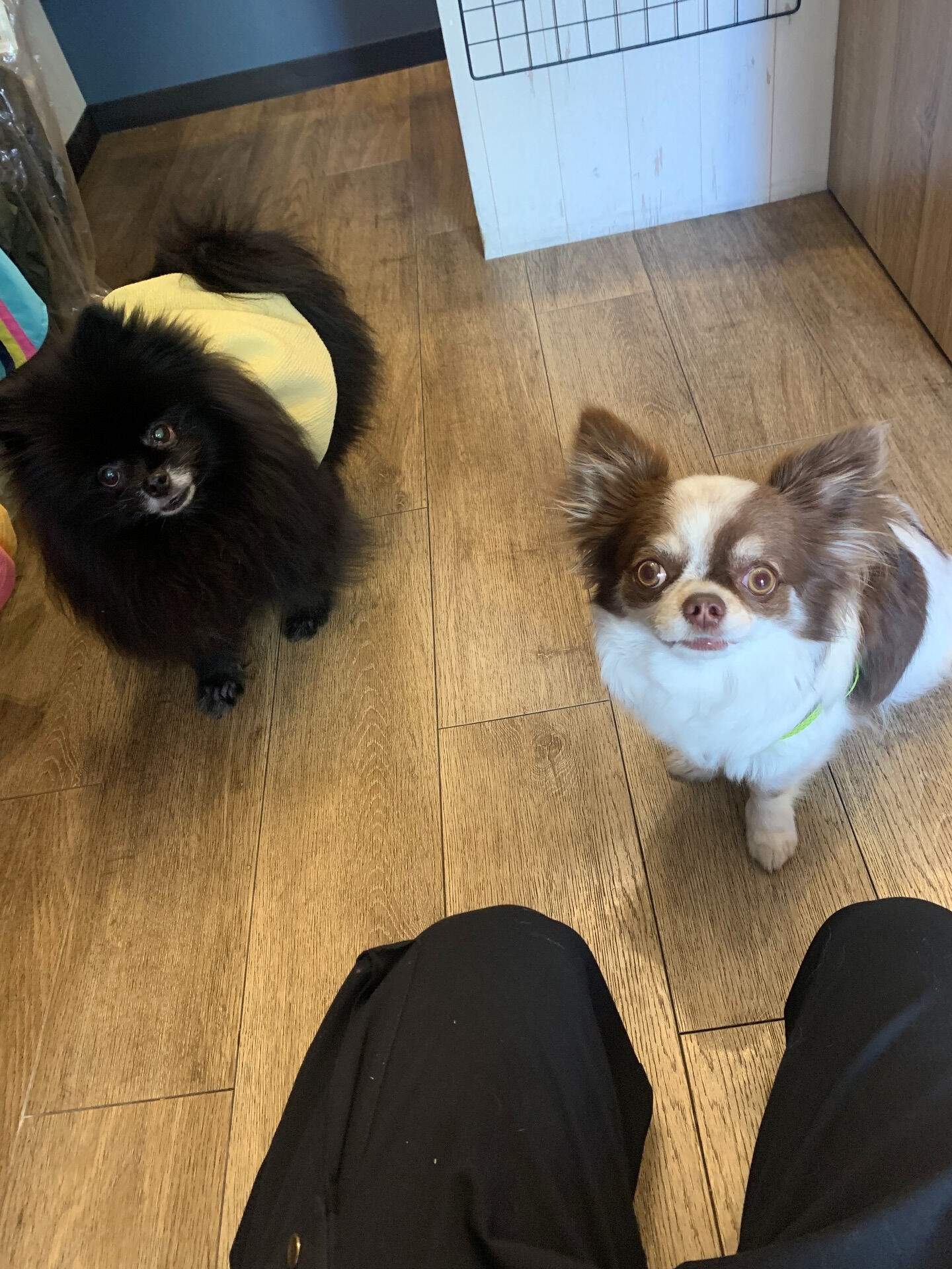 そらくんご来店ありがとうございます😊