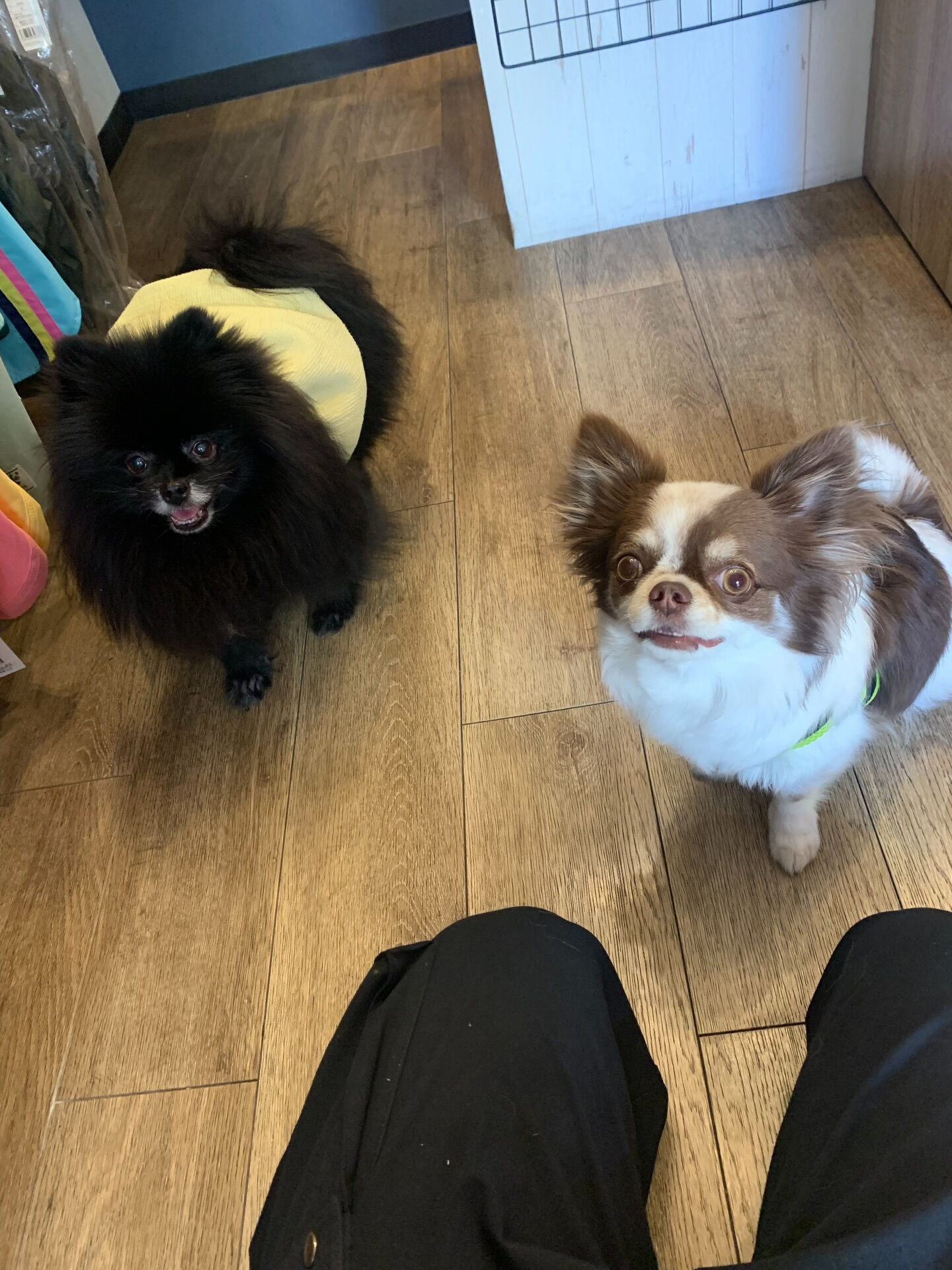 そらくんご来店ありがとうございます😊