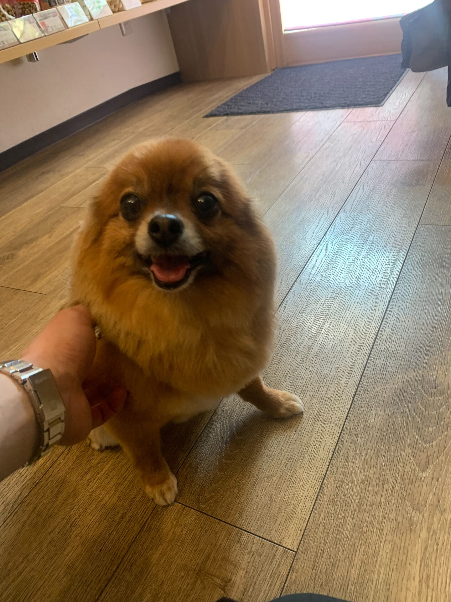 こてつくんご来店ありがとうございます😊