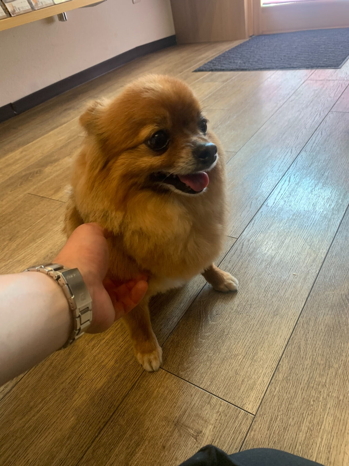 こてつくんご来店ありがとうございます😊