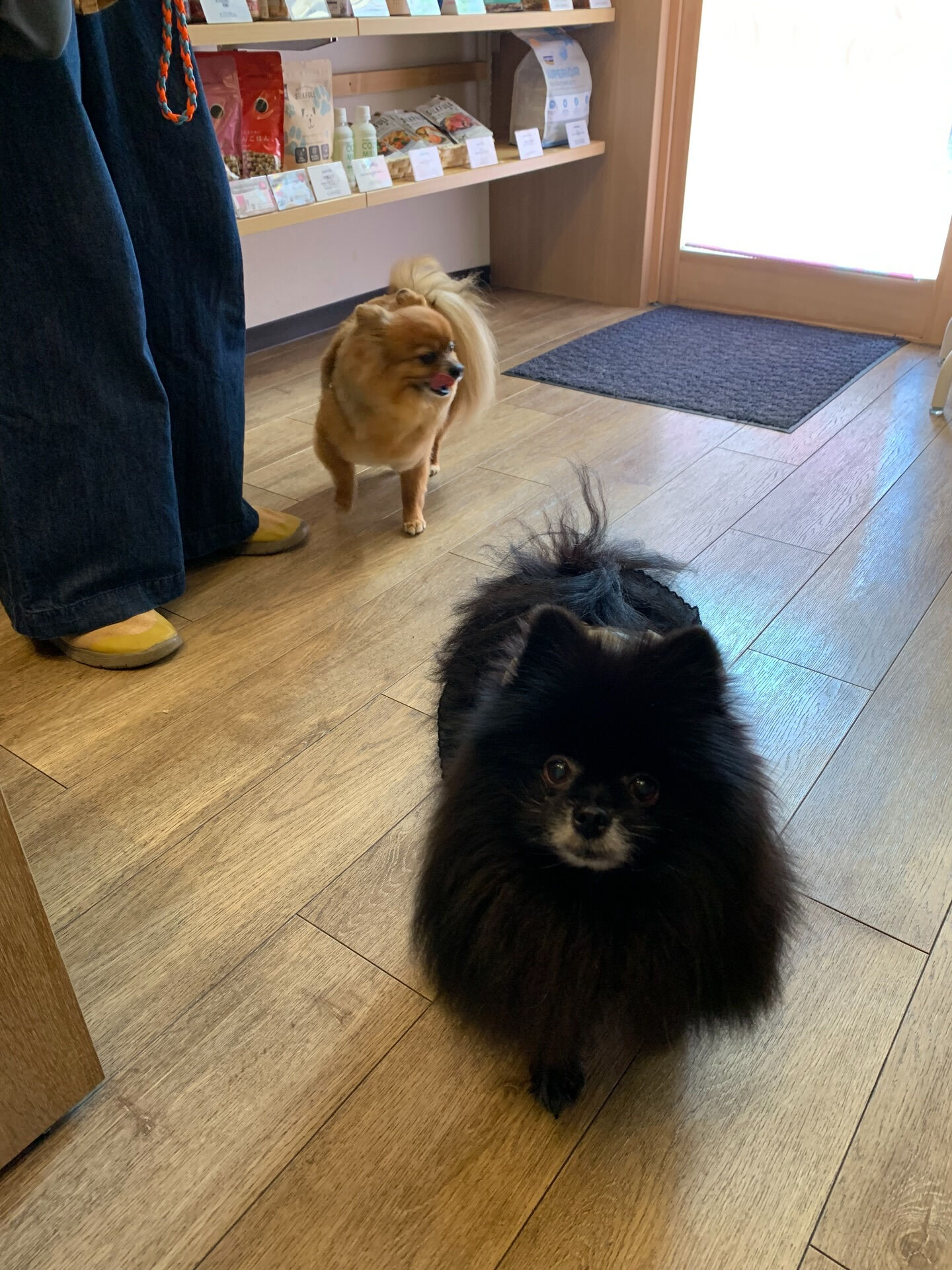 こてつくんご来店ありがとうございます😊