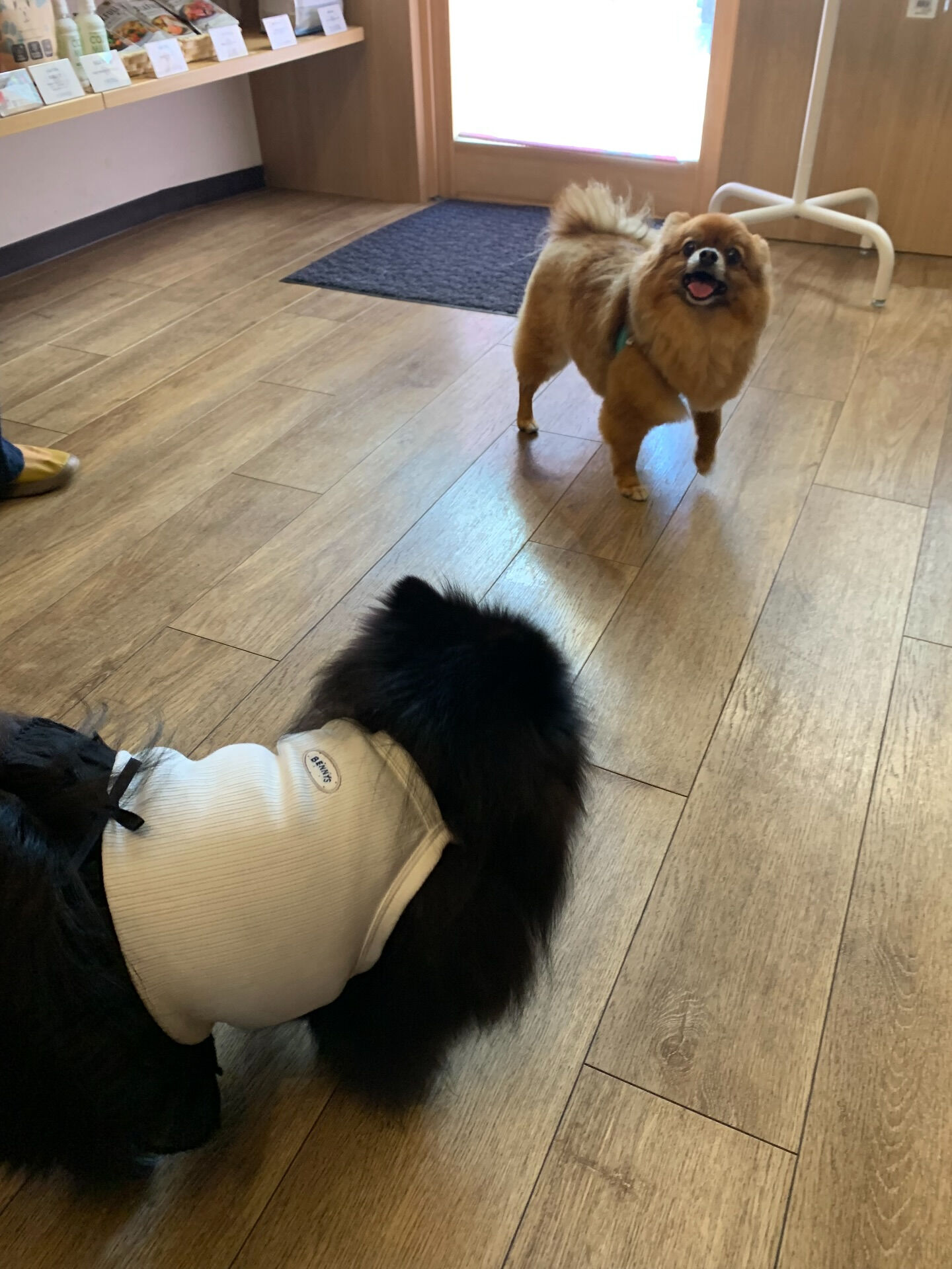 こてつくんご来店ありがとうございます😊