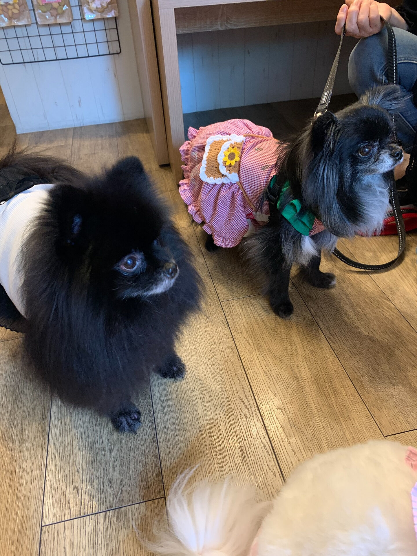 ラナちゃんご来店ありがとうございます😊