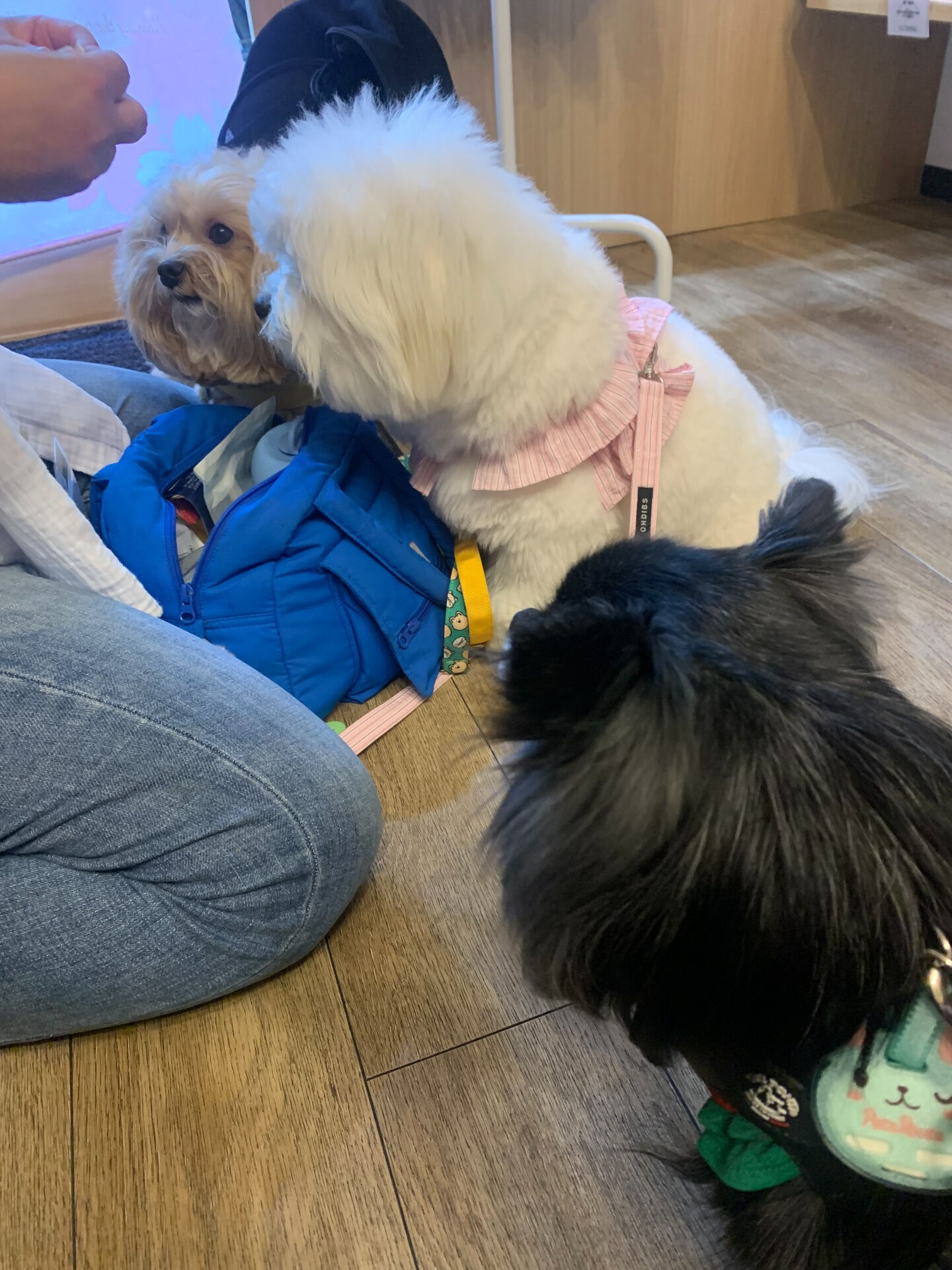 笑丸くん、笑心ちゃんご来店ありがとうございます😊