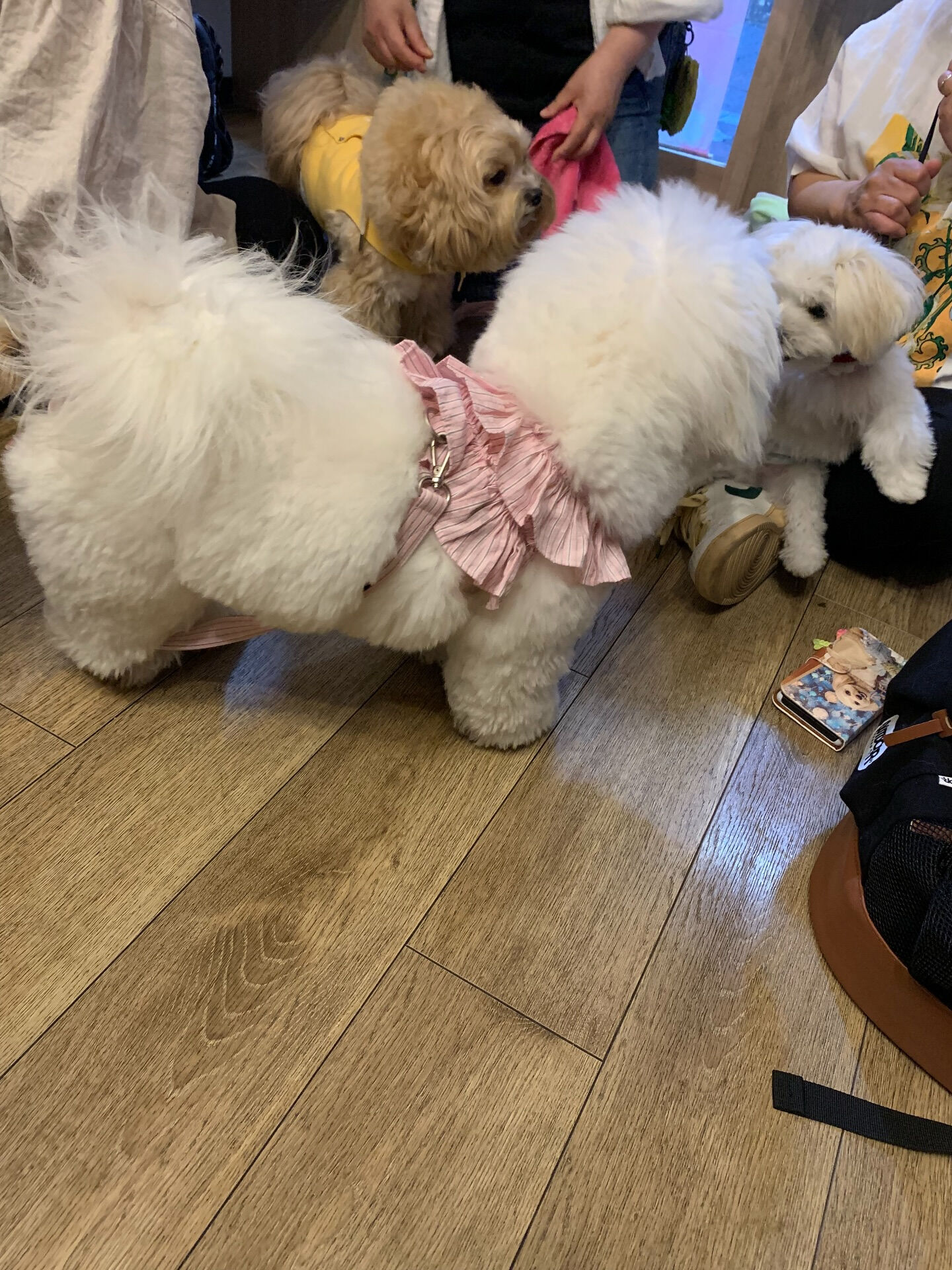 ウコちゃん、スコくんご来店ありがとうございます😊