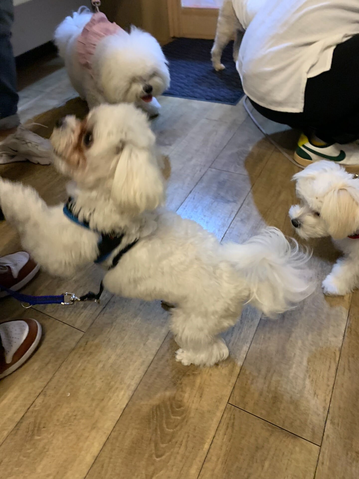 本日の大トリはあめくんでしたー✨