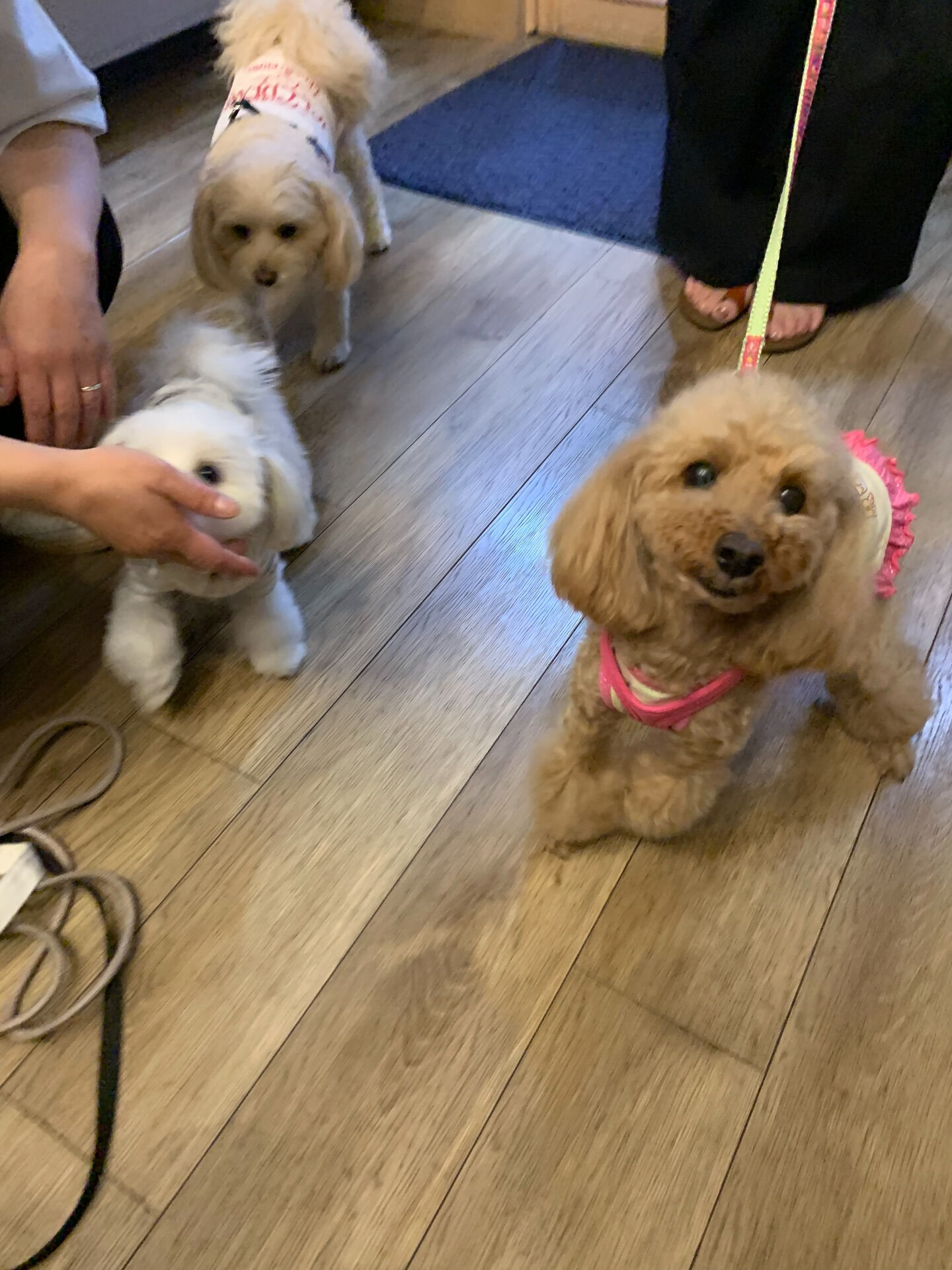 幸音ちゃんご来店ありがとうございます😊