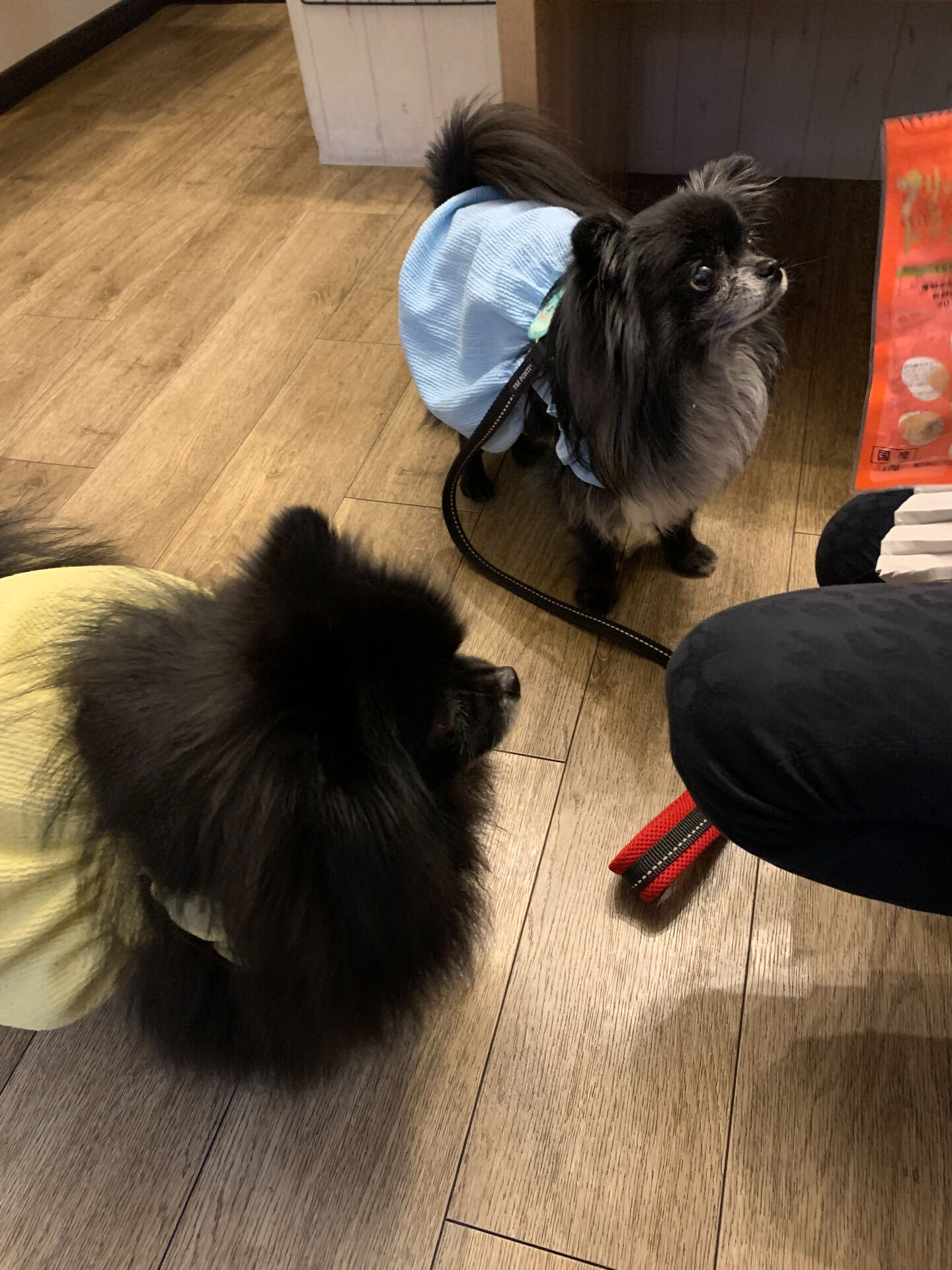 ラナちゃんご来店ありがとうございます😊