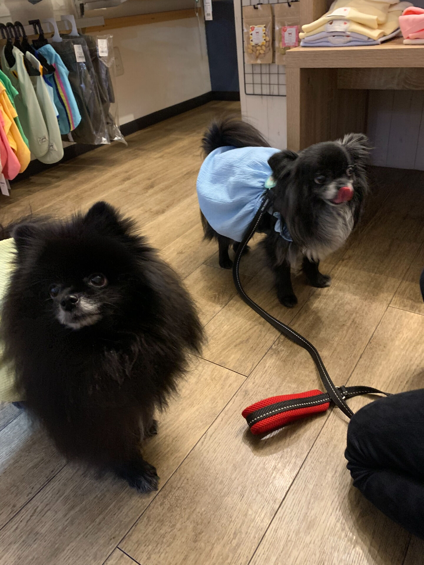 ラナちゃんご来店ありがとうございます😊