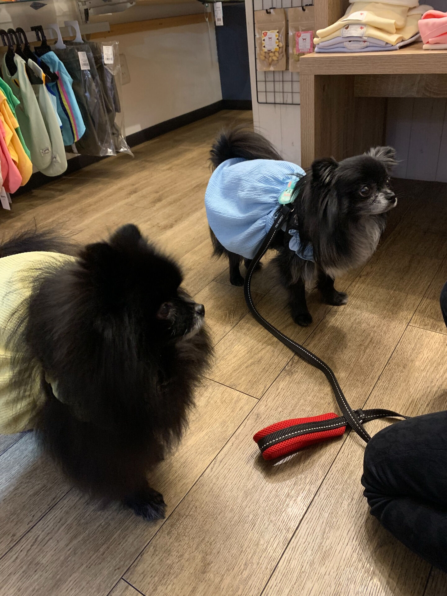 ラナちゃんご来店ありがとうございます😊