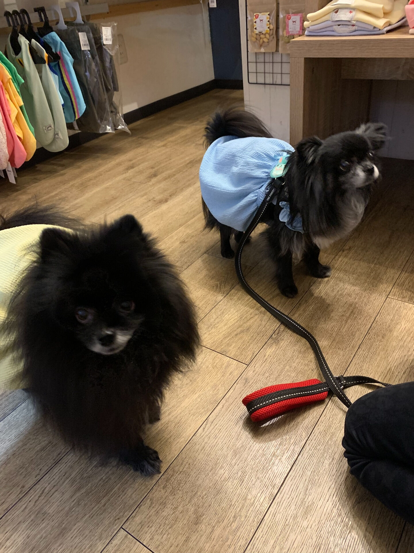 ラナちゃんご来店ありがとうございます😊