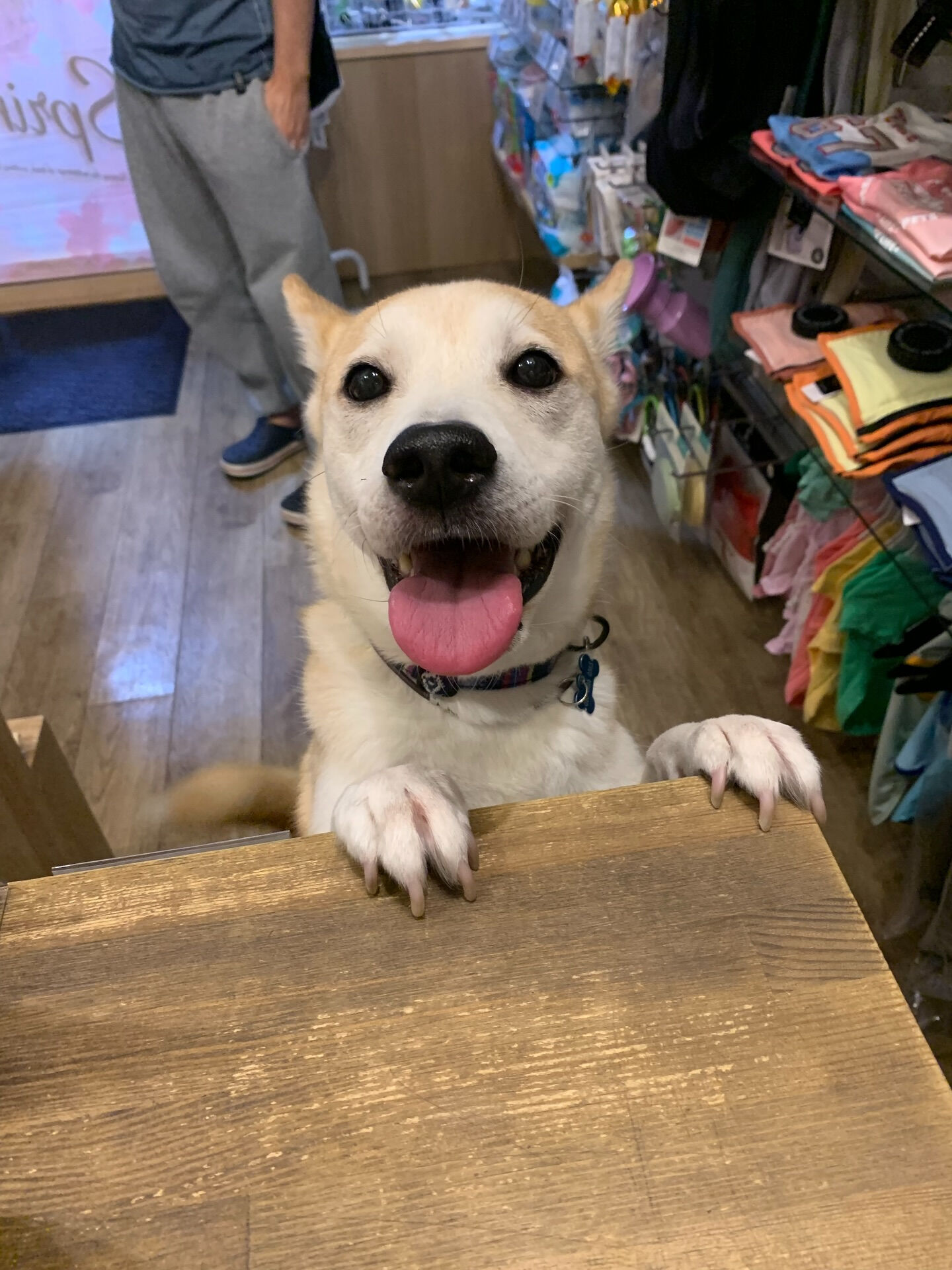 こむぎくんご来店ありがとうございます😊