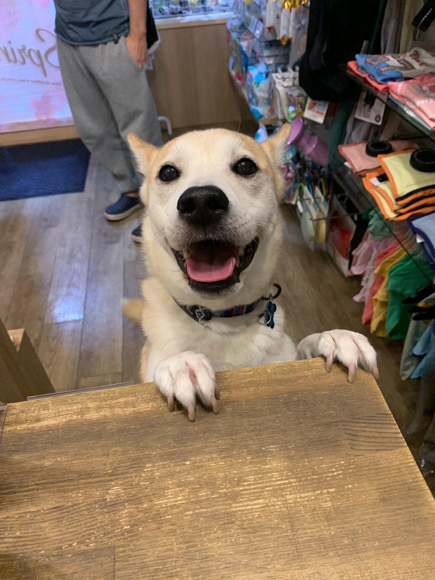 こむぎくんご来店ありがとうございます😊