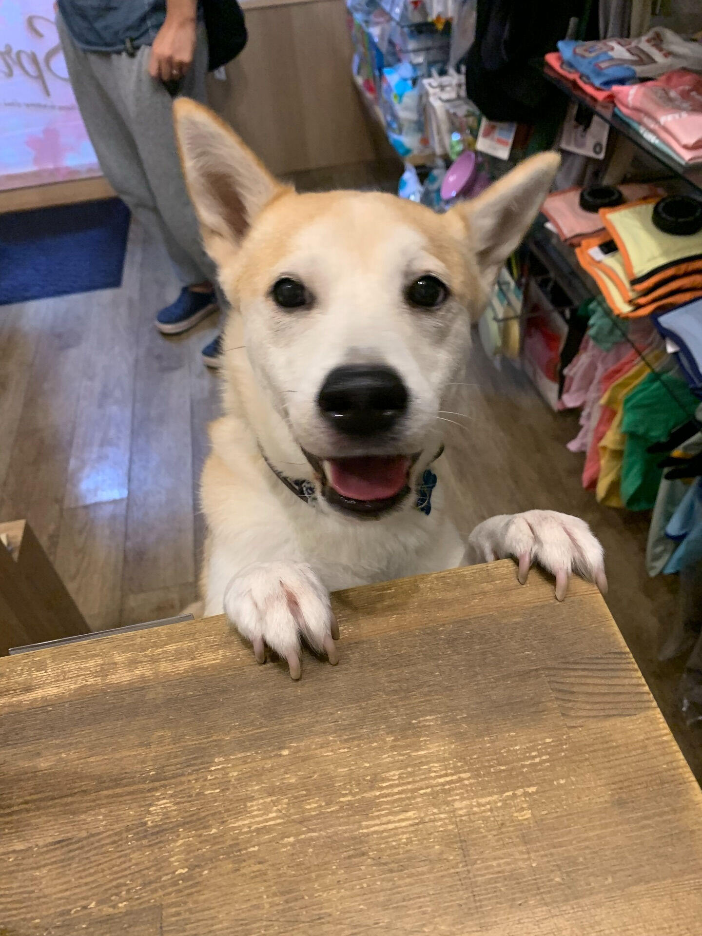こむぎくんご来店ありがとうございます😊