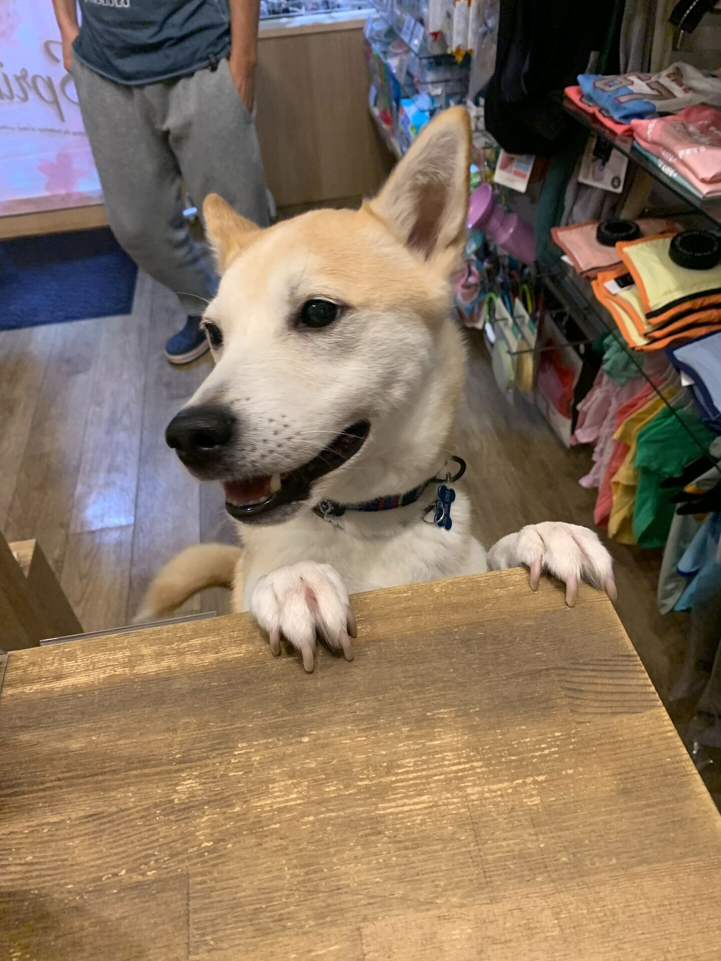 こむぎくんご来店ありがとうございます😊