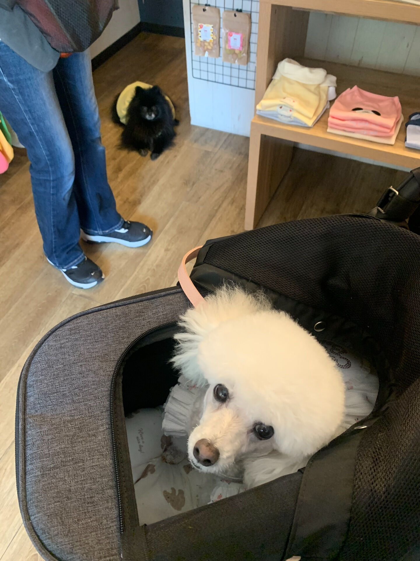 ポンスちゃんご来店ありがとうございます😊