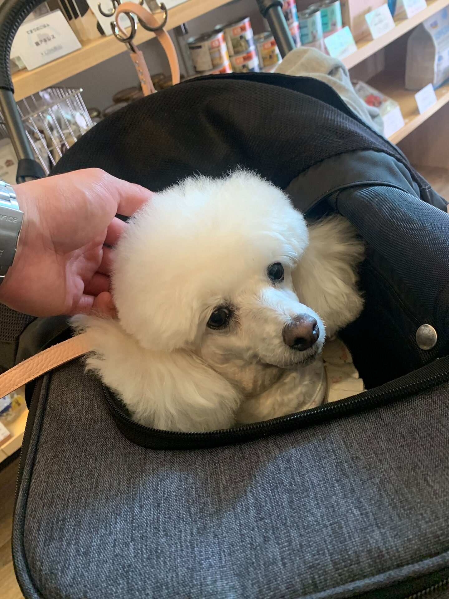 ポンスちゃんご来店ありがとうございます😊