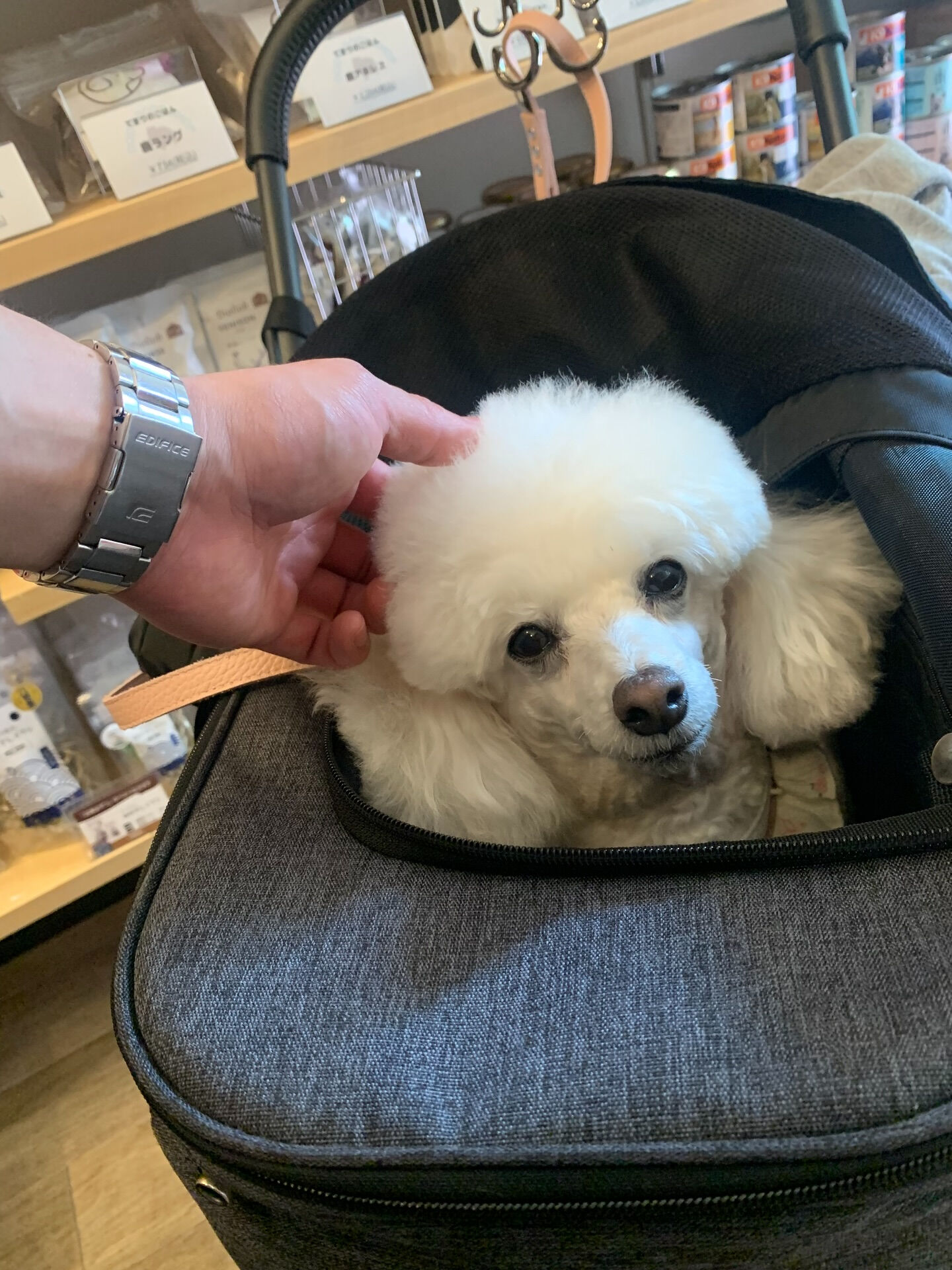 ポンスちゃんご来店ありがとうございます😊