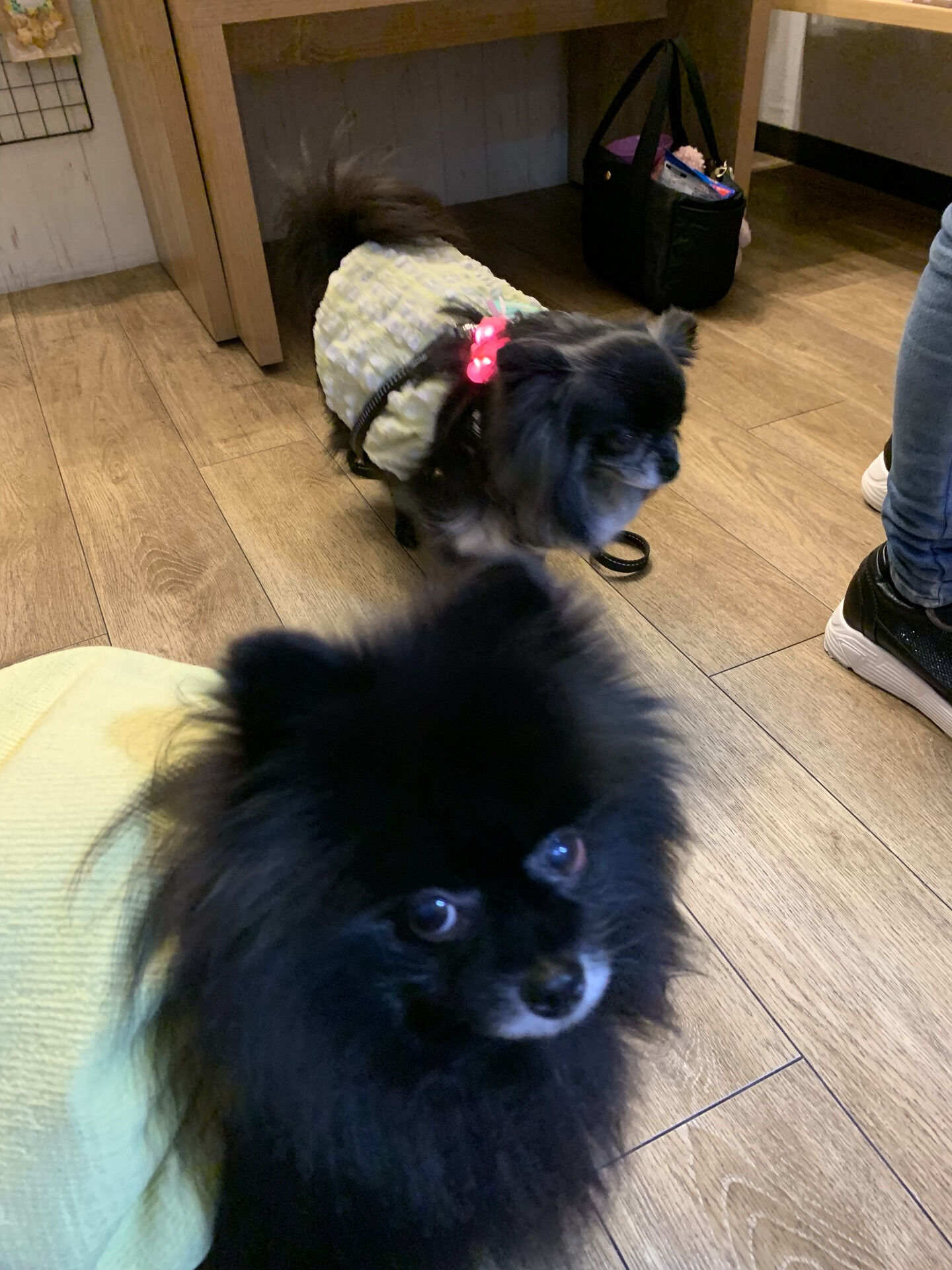 本日の大トリは、ラナちゃんでしたー✨