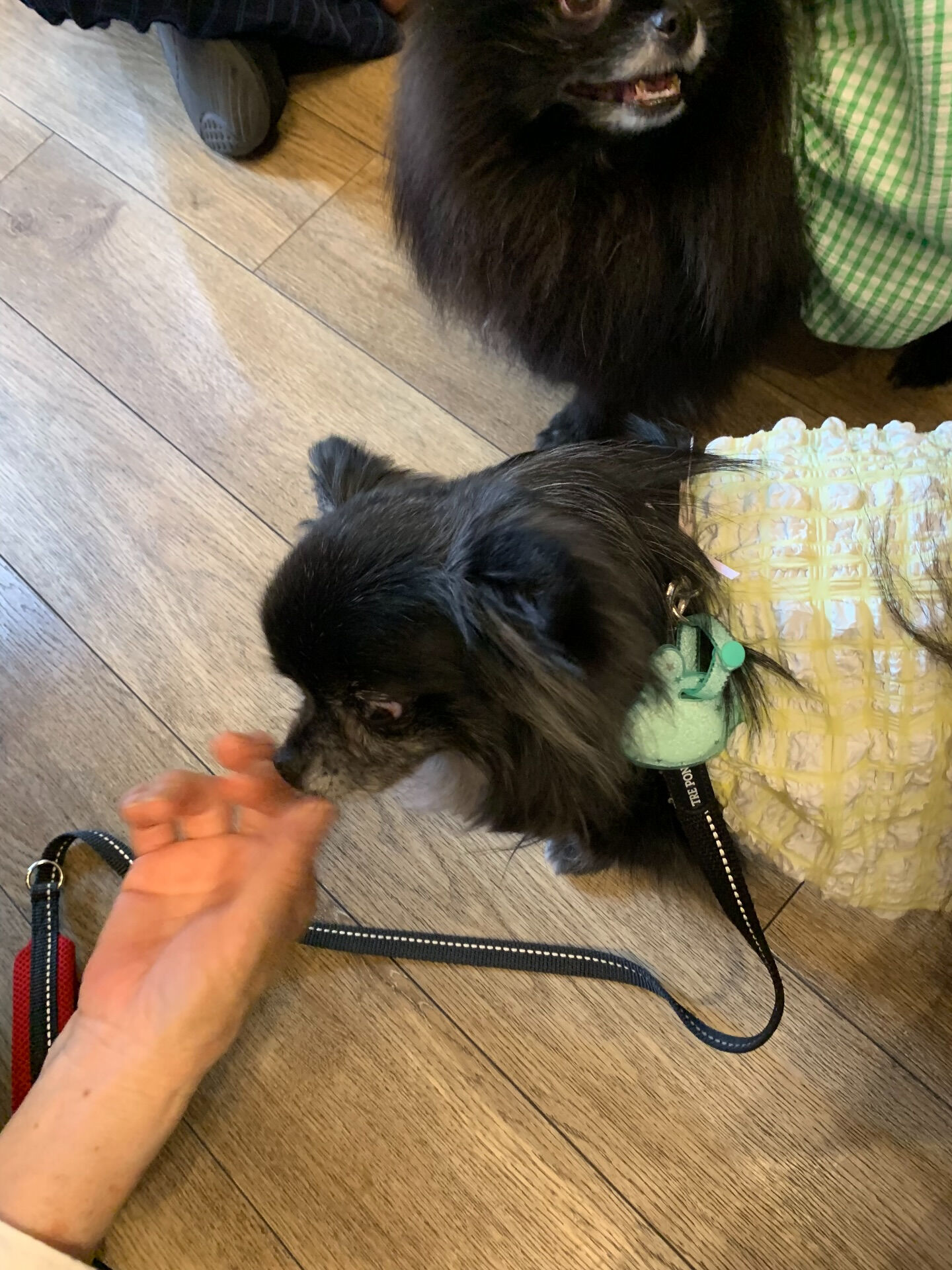 ラナちゃんご来店ありがとうございます😊