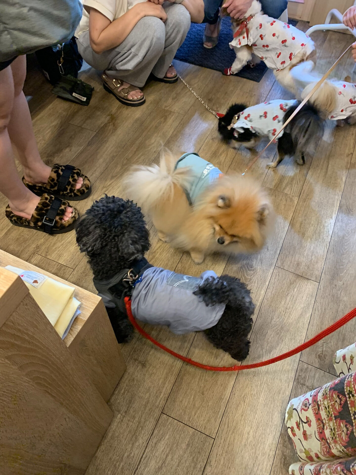 そらくん、ルナちゃんご来店ありがとうございます😊