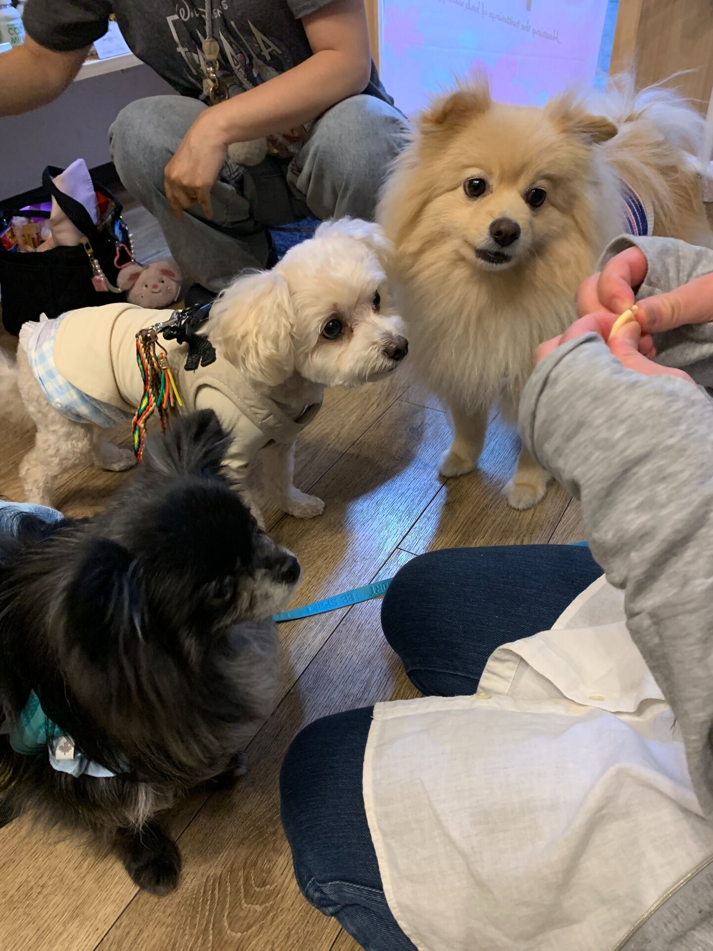 本日の大トリは、ラナちゃん、プーマくん、テディくん+看板犬の