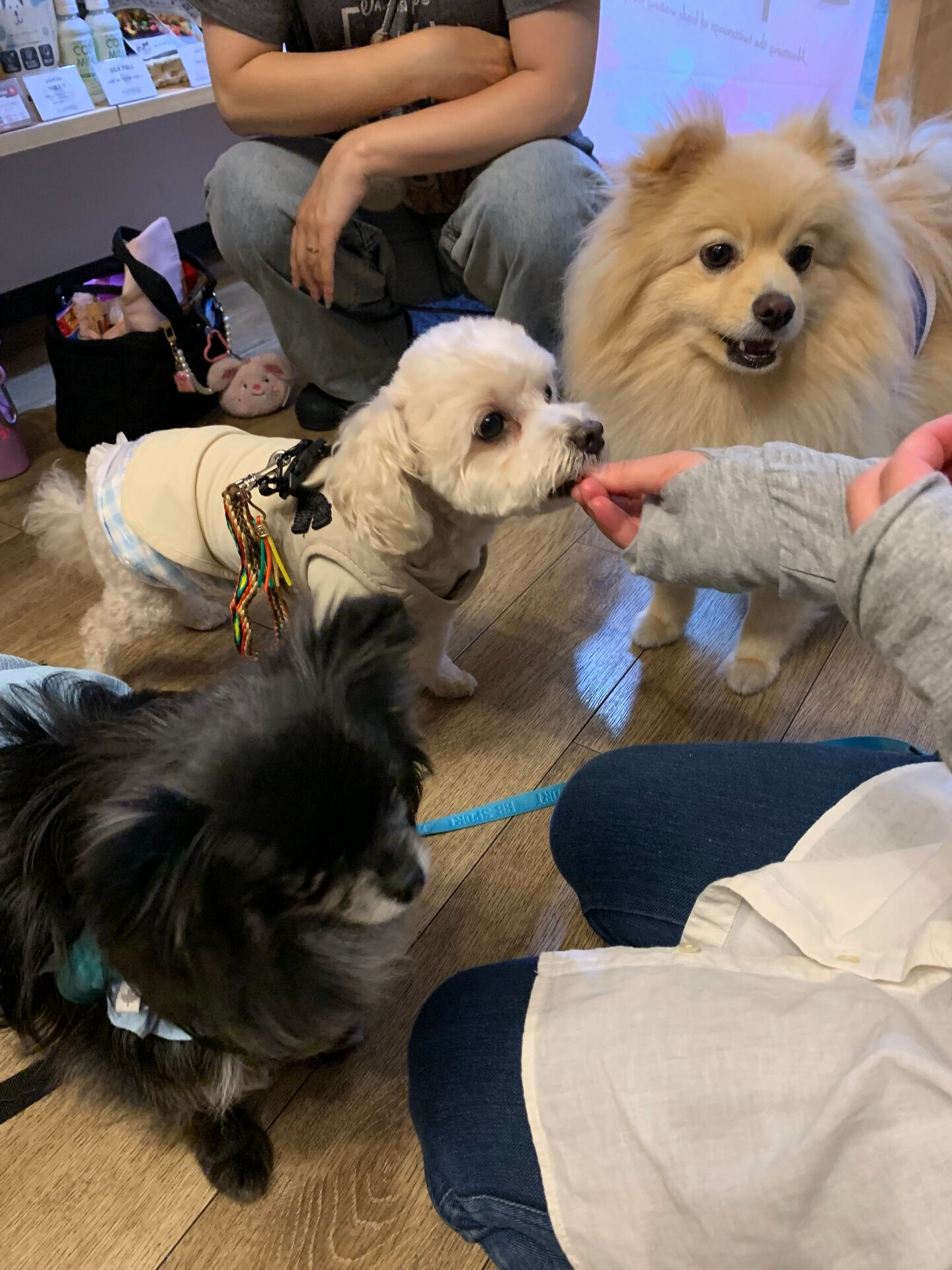 本日の大トリは、ラナちゃん、プーマくん、テディくん+看板犬の