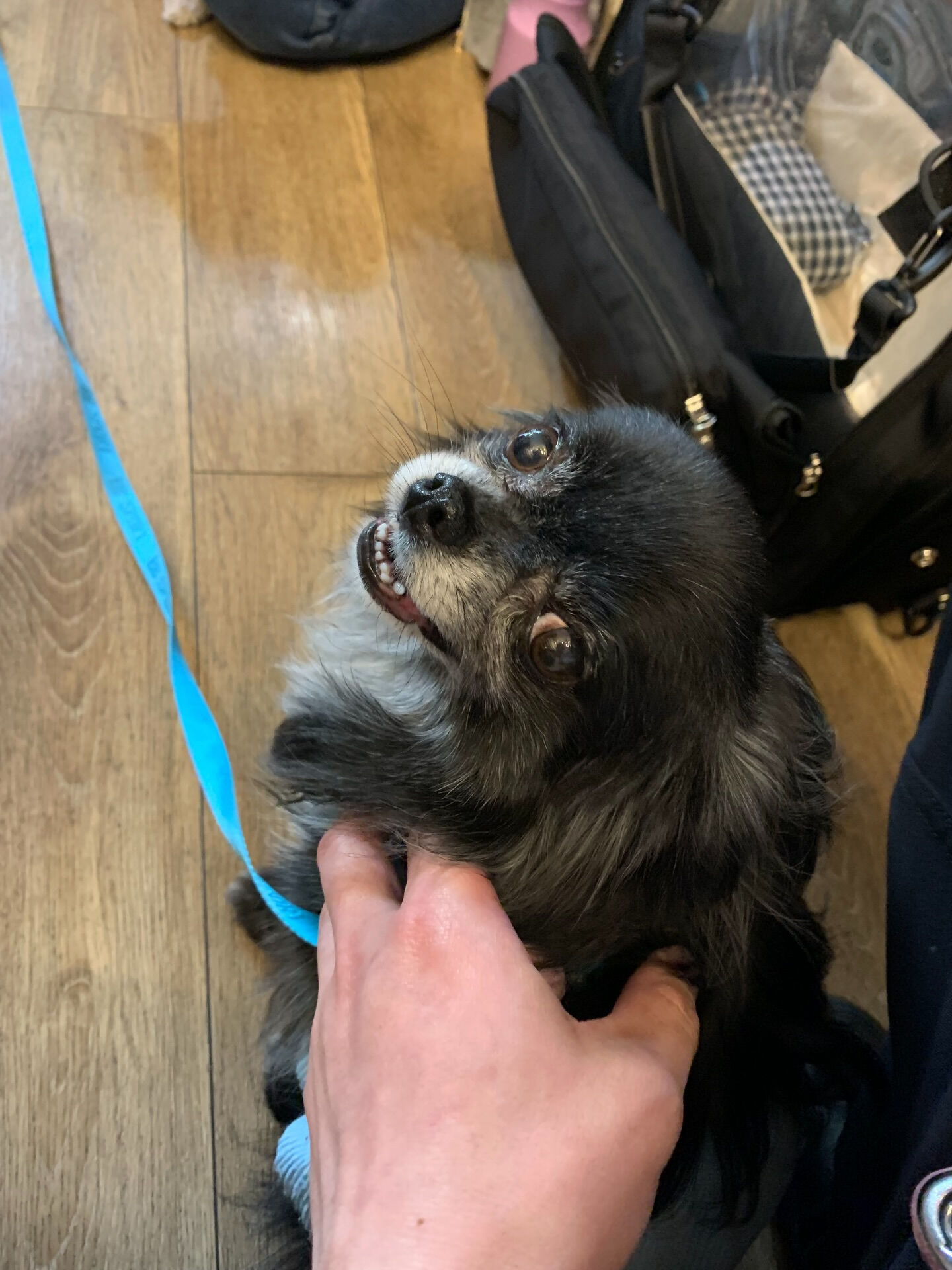 本日の大トリは、ラナちゃん、プーマくん、テディくん+看板犬の
