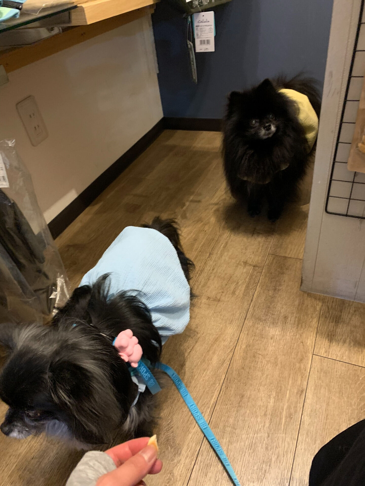 本日の大トリは、ラナちゃん、プーマくん、テディくん+看板犬の