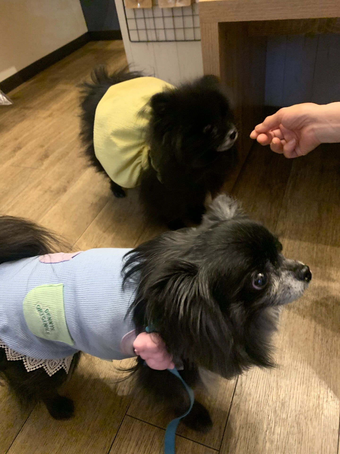 本日の大トリは、ラナちゃんでしたー🫶