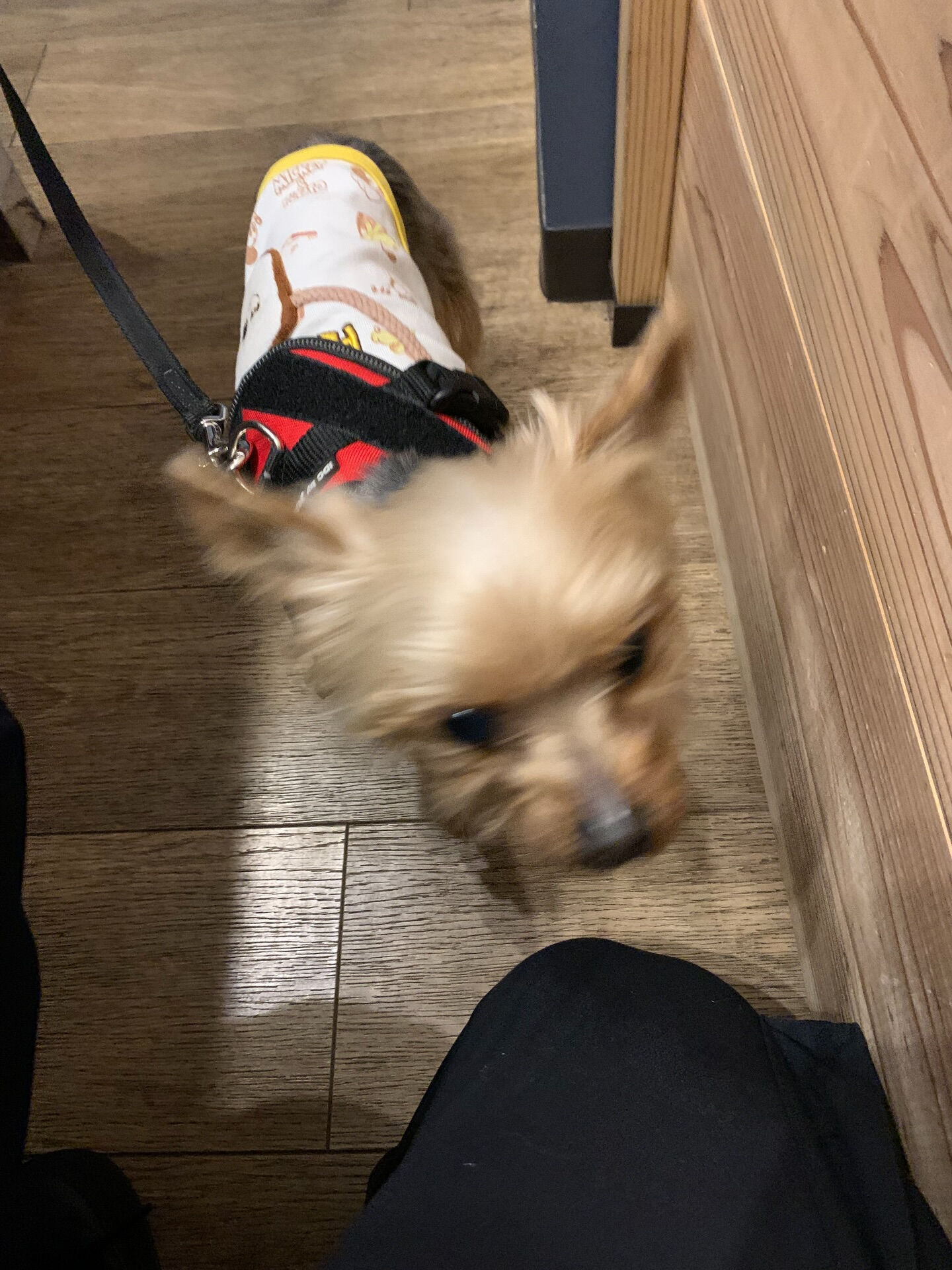 ももちゃんご来店ありがとう😊