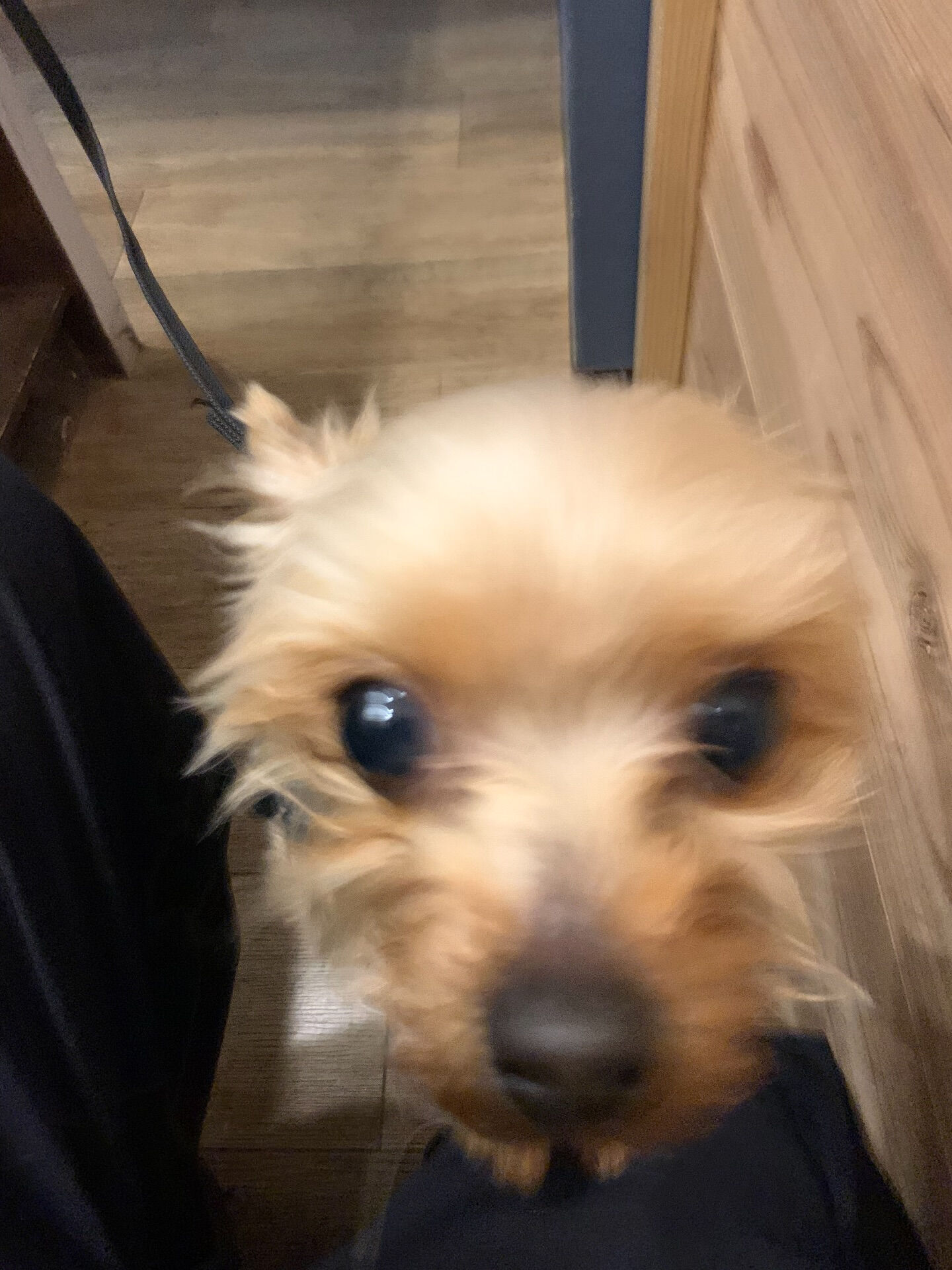 ももちゃんご来店ありがとう😊